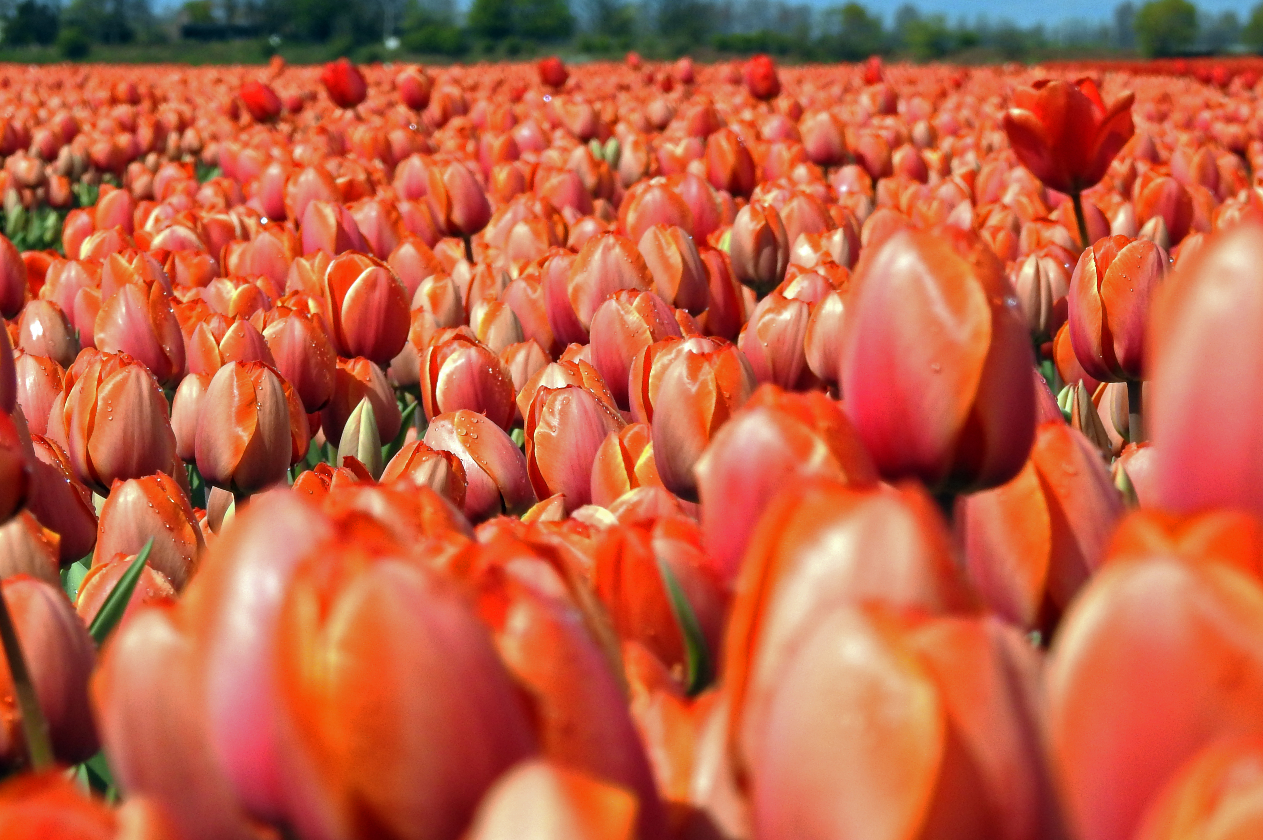landschap-bollenstreek