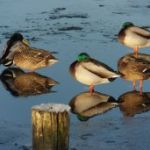 weer-eentje-gespiegeld