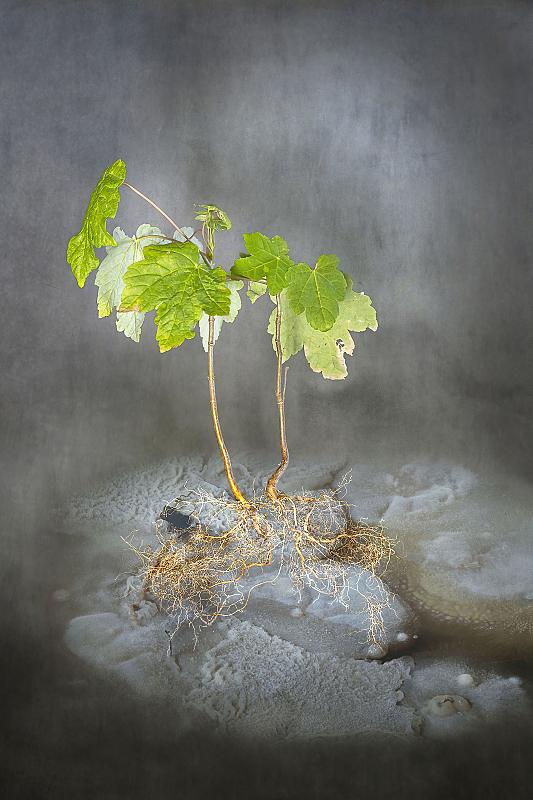 tineke-van-der-pouw-kraan-exposeert-met-verborgen-micro-organismen