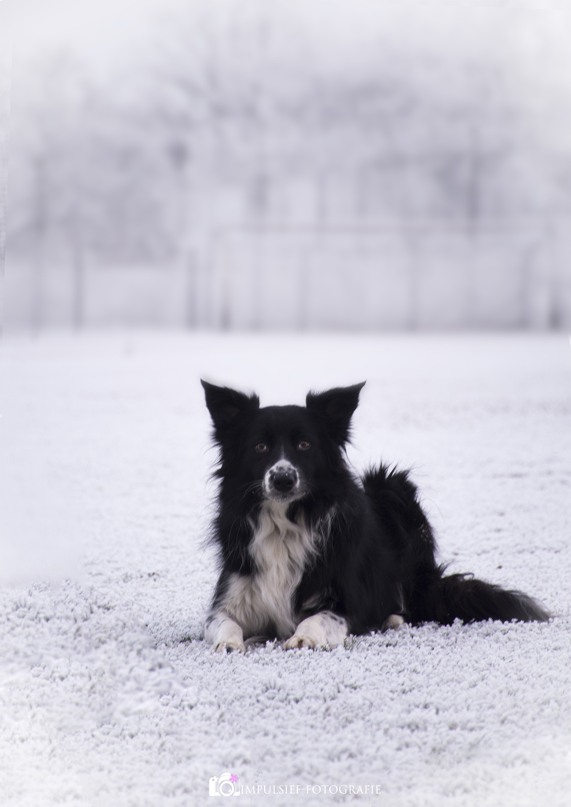 border-colli-in-de-mist
