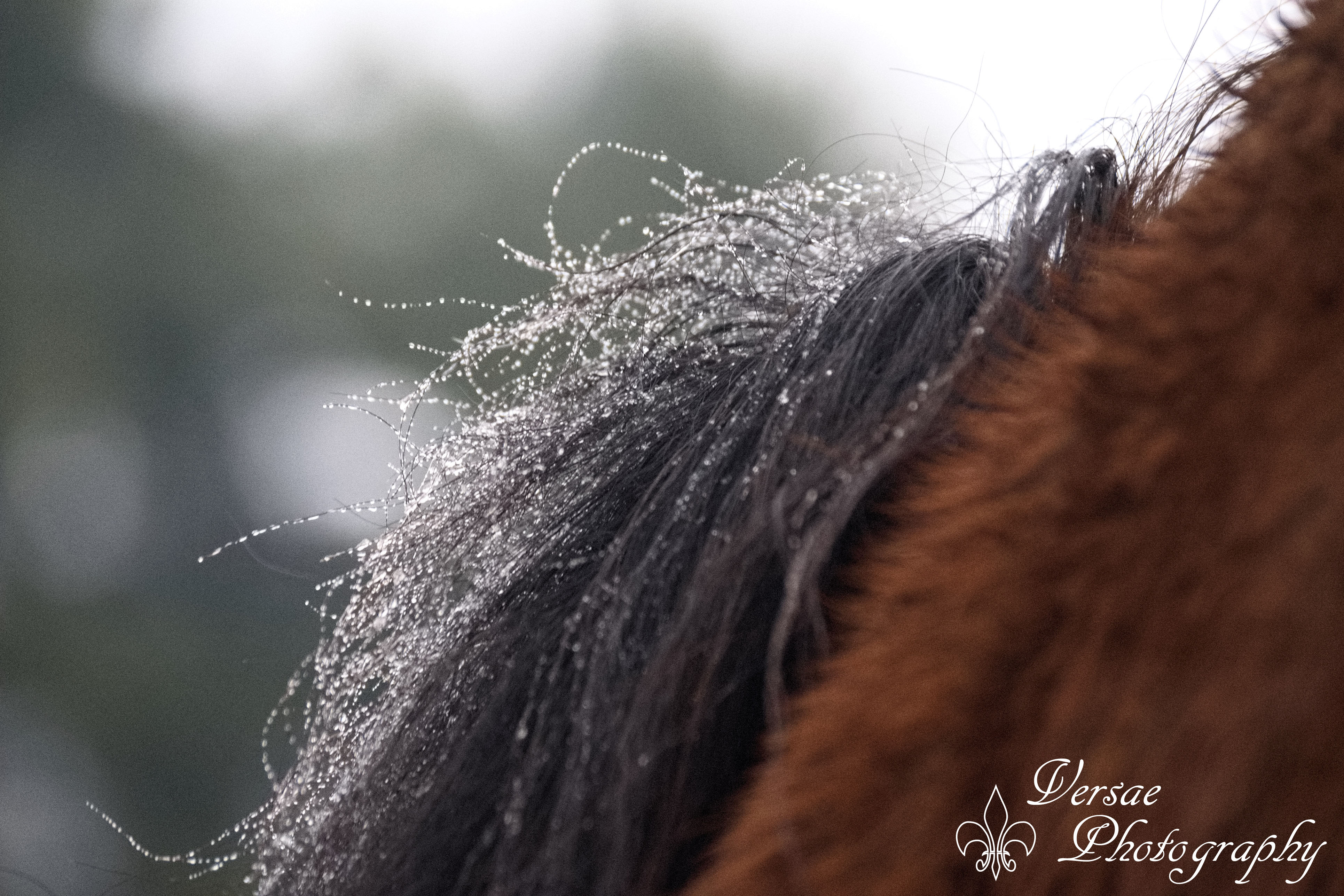 ijskristallen-in-paardenhaar