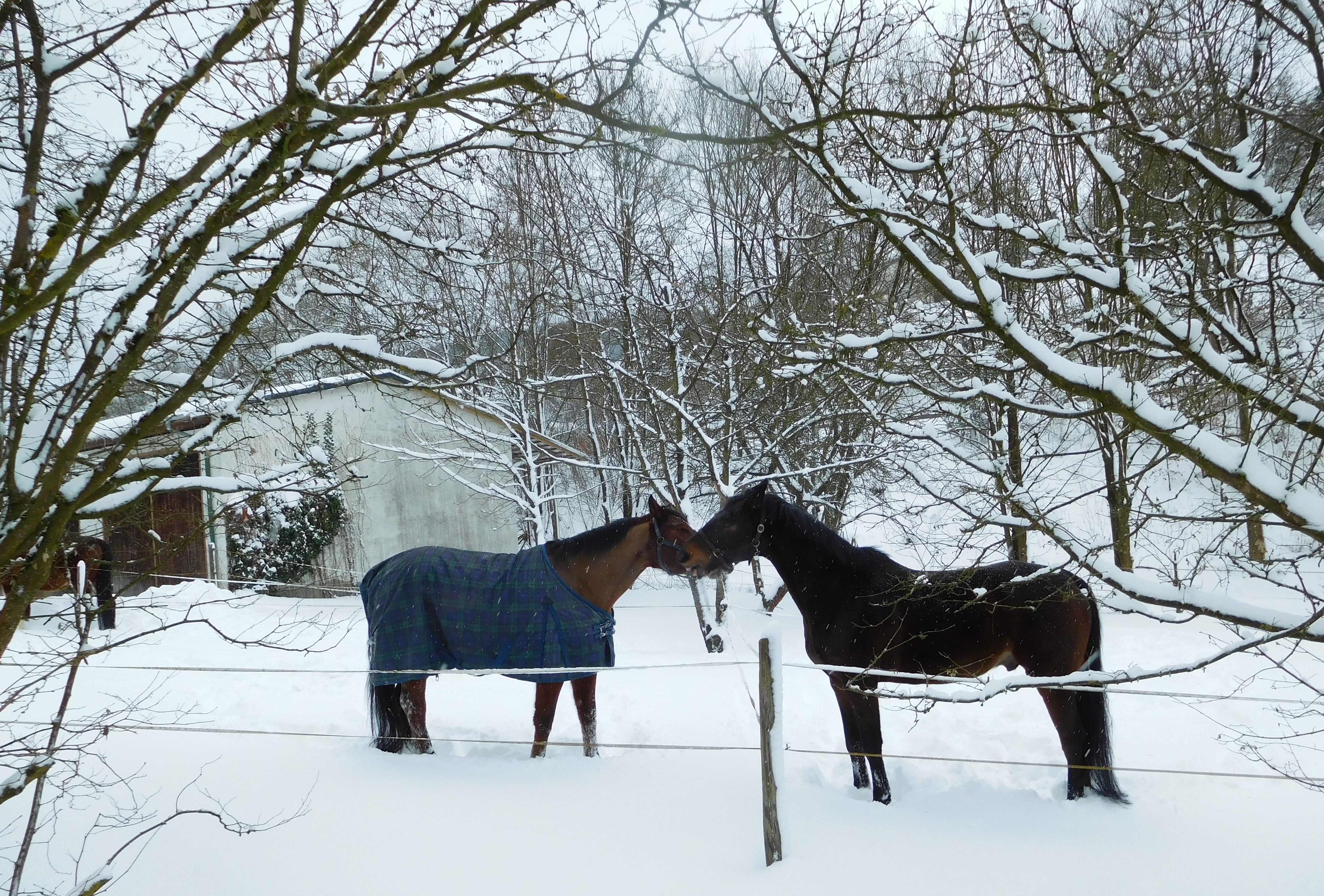 verliefde-paarden-in-de-sneeuw