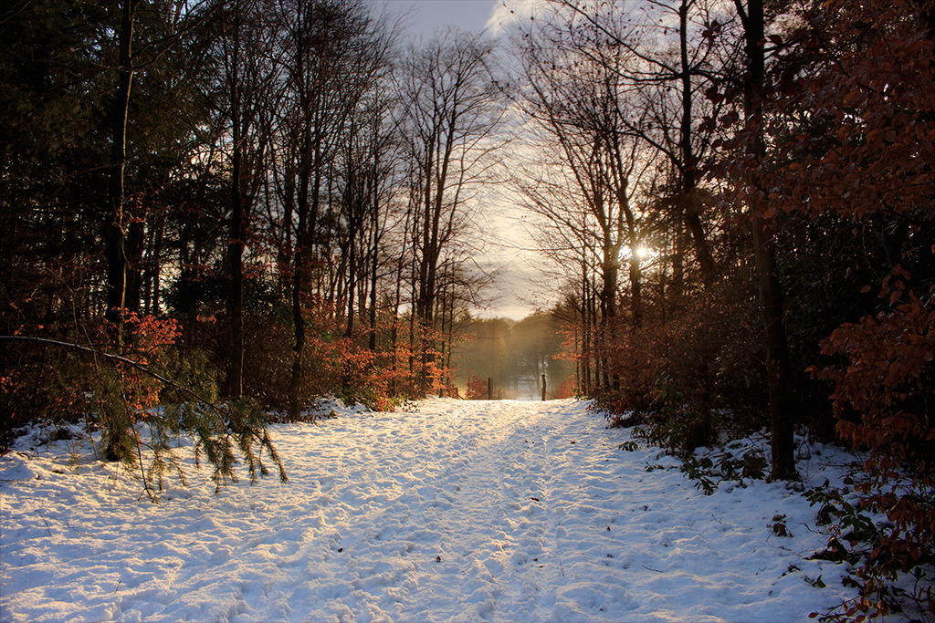 winterpracht-in-dieren