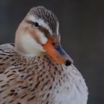 stilleven-in-de-sneeuw