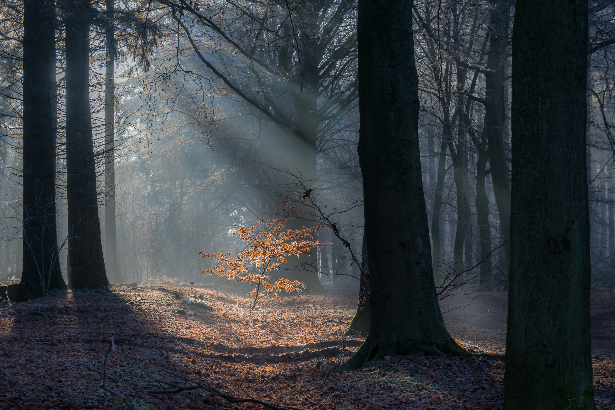 een-koude-wintermorgen-in-het-rykeveldebos
