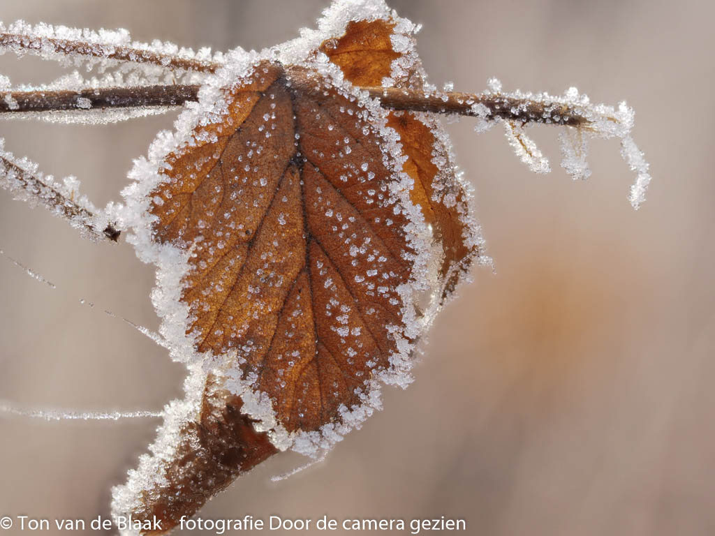 blad-met-rijp