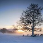 libel-in-laatste-zonlicht