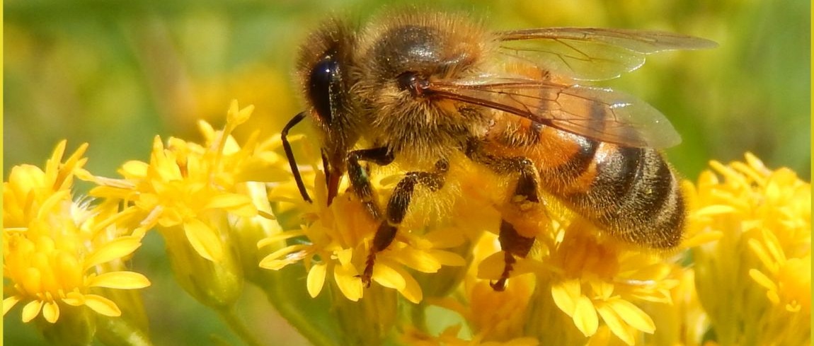 5x-macrofotografie-in-de-gallery