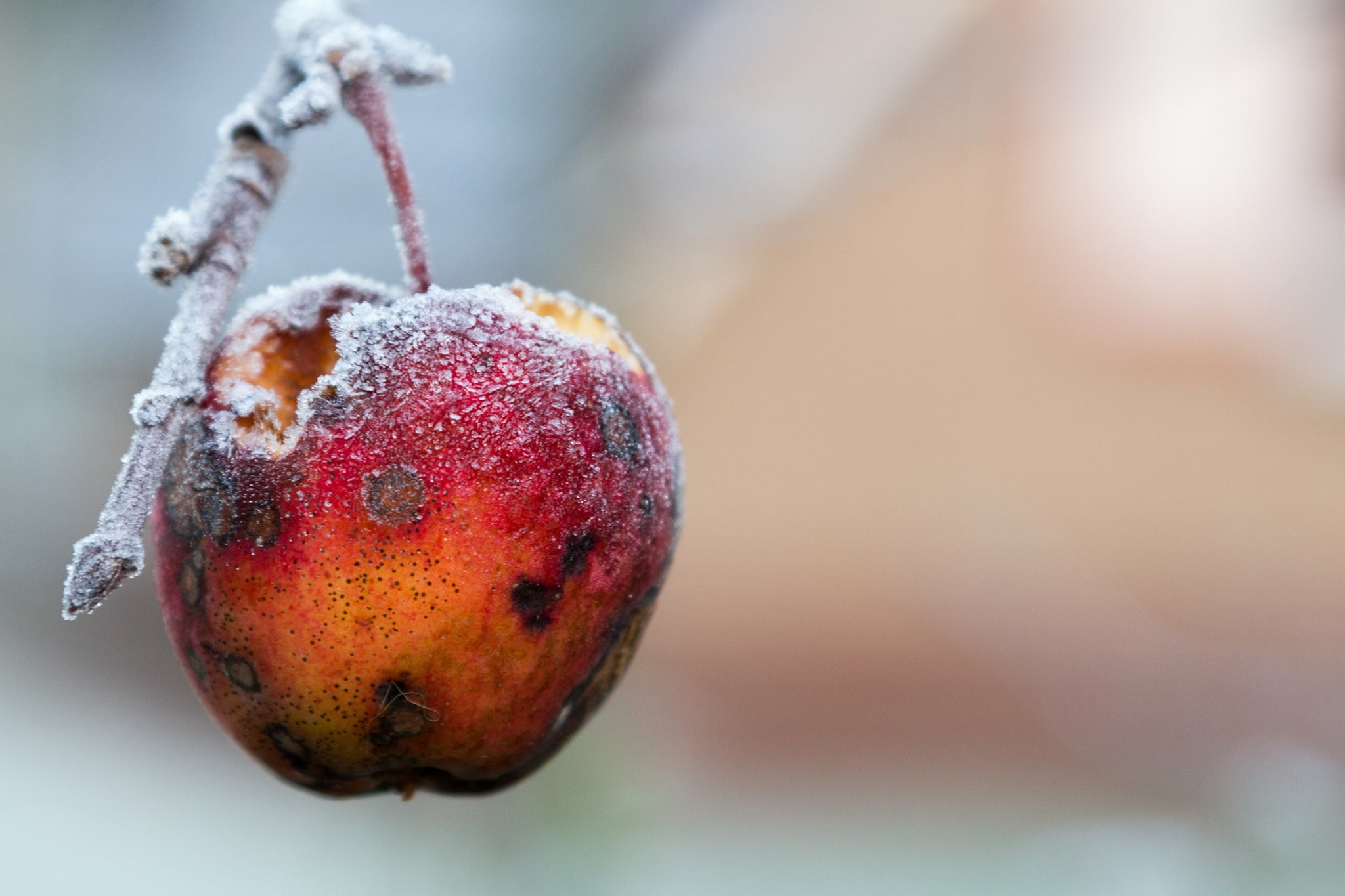appeltje-voor-de-dorst