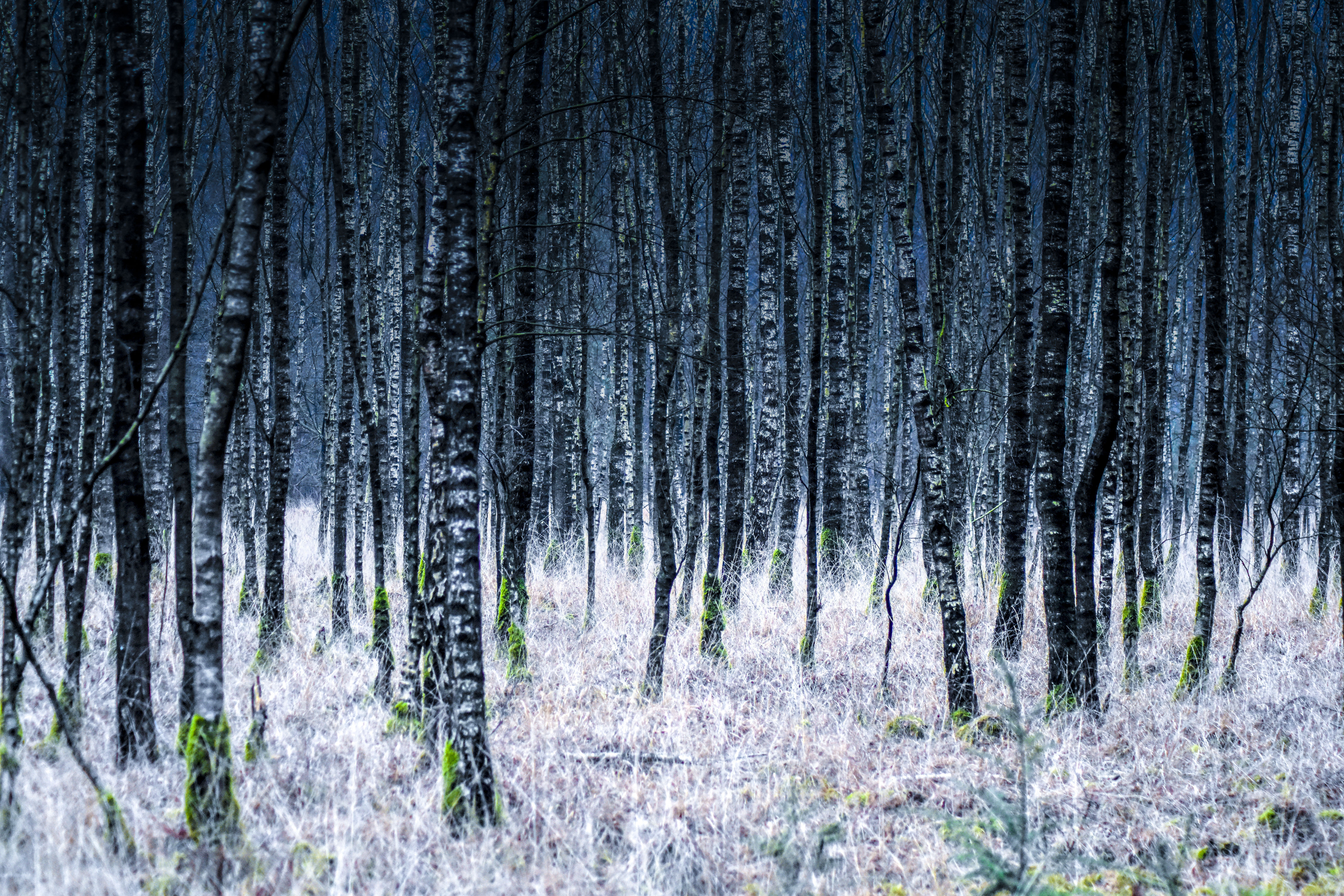 berken-bos-in-de-buurt-van-bakel