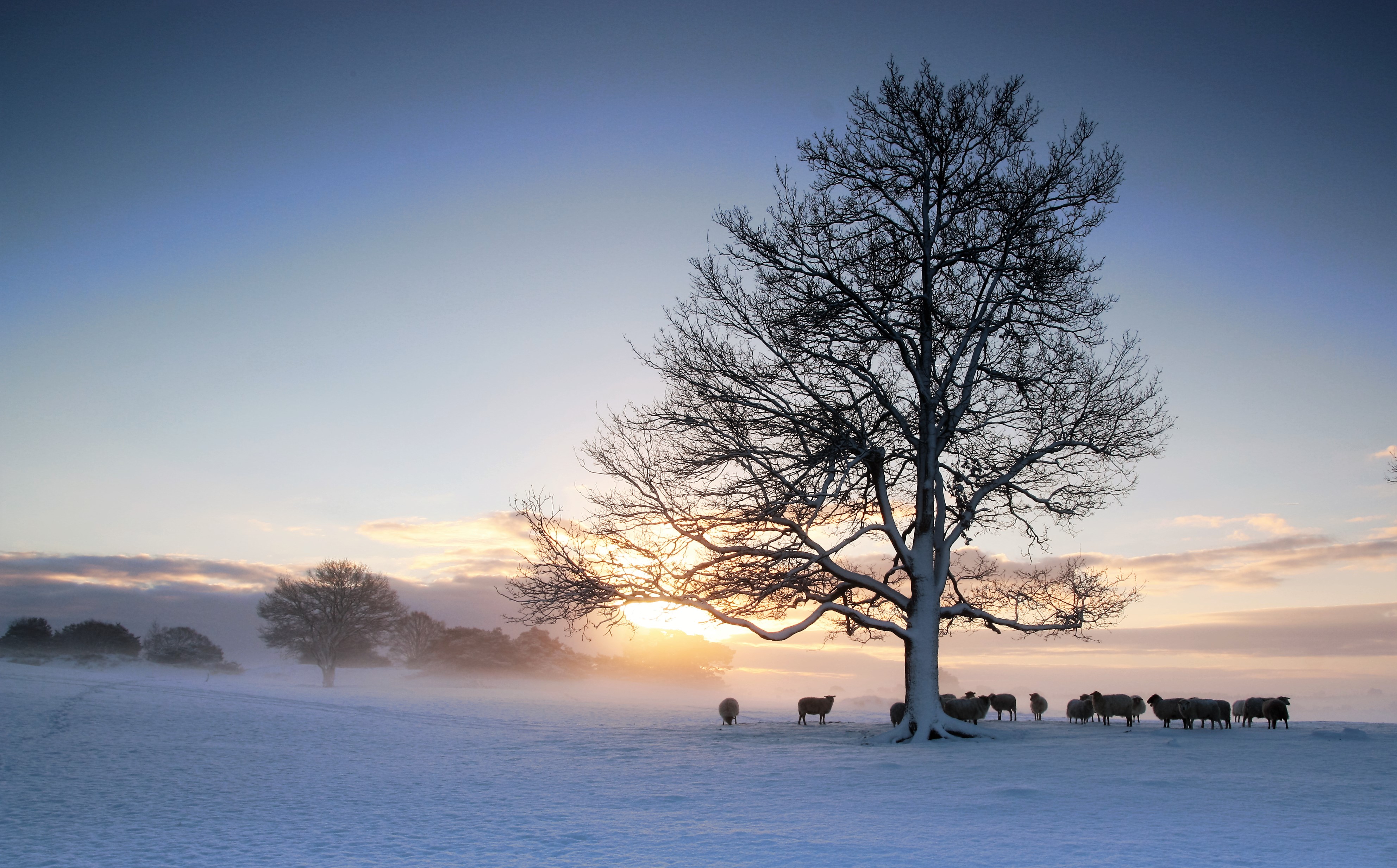 schaapjes-in-winterlandschap