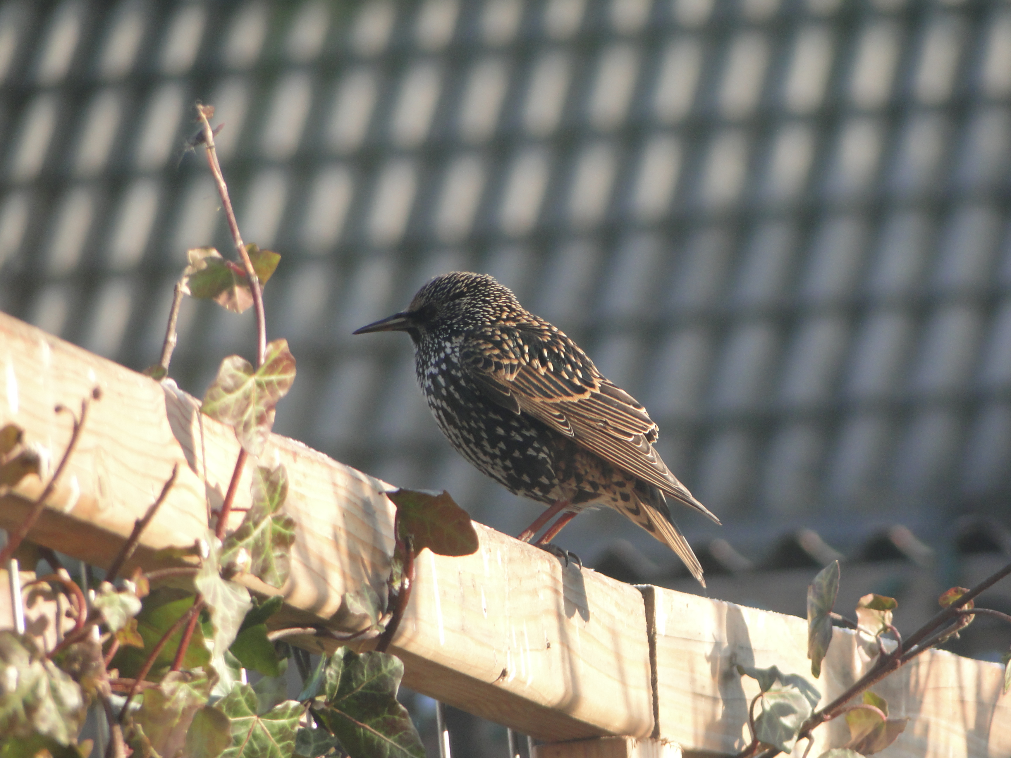 genieten-van-het-uitzicht-3