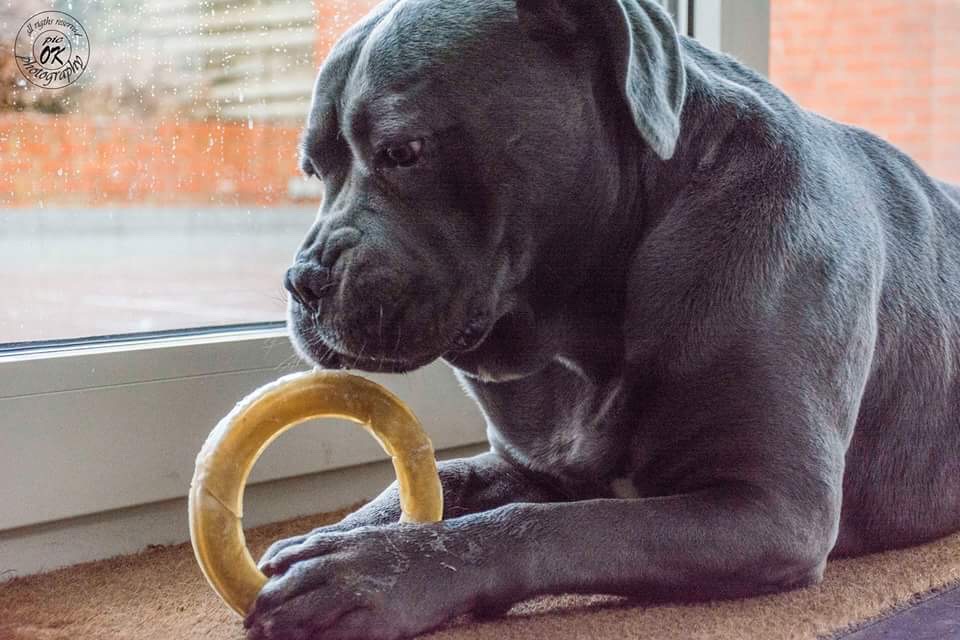 bandar-cane-corso