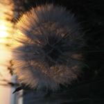 oudegracht-in-lichte-mist-vanaf-ledig-erf