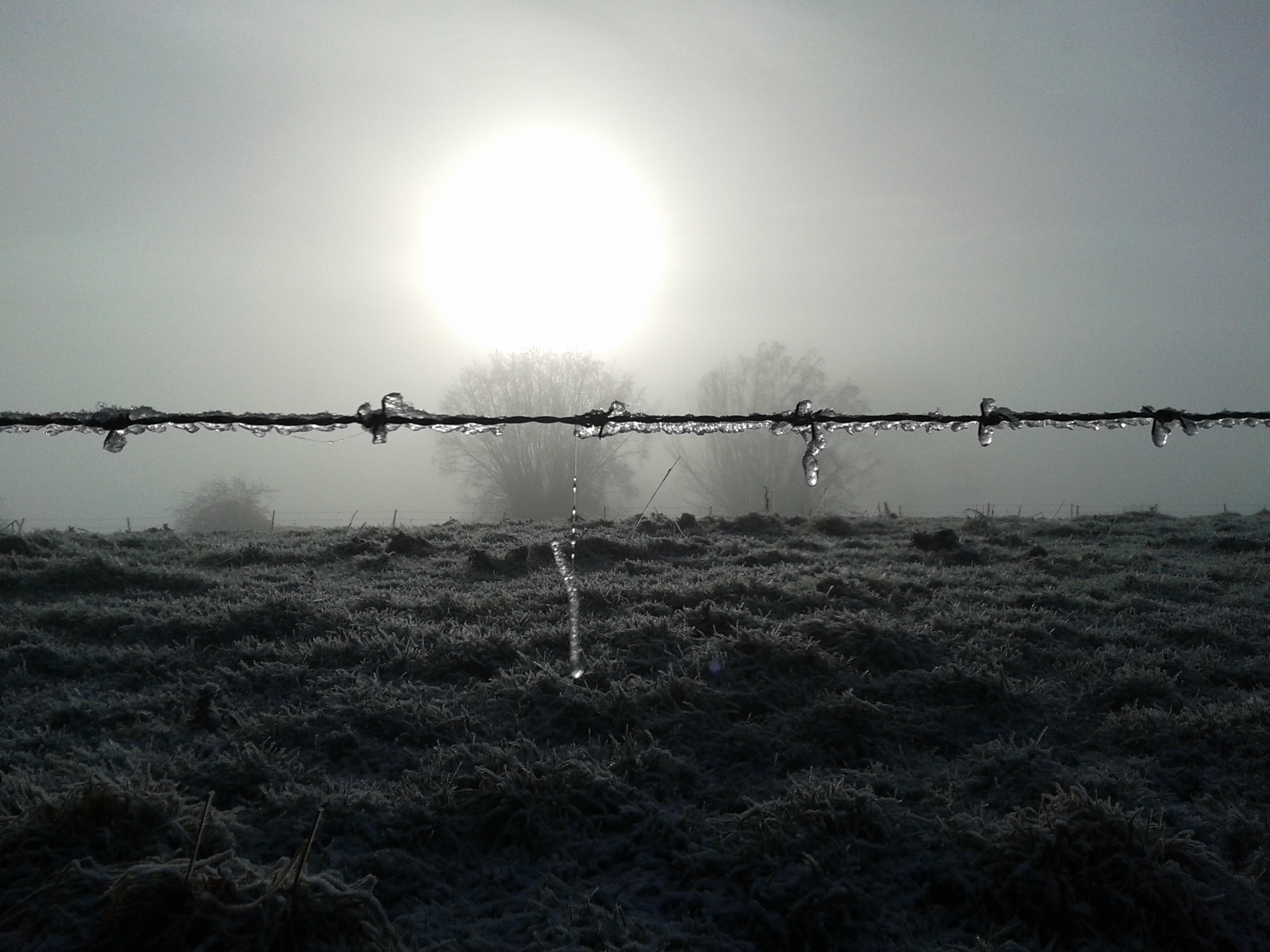 bever-2-januari-2017