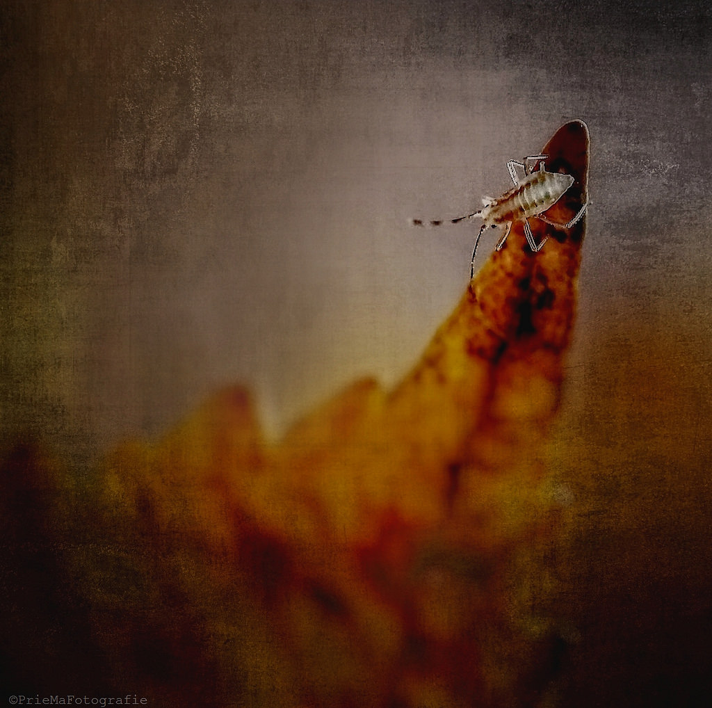 al-ben-ik-klein-ik-kom-er-toch-wel