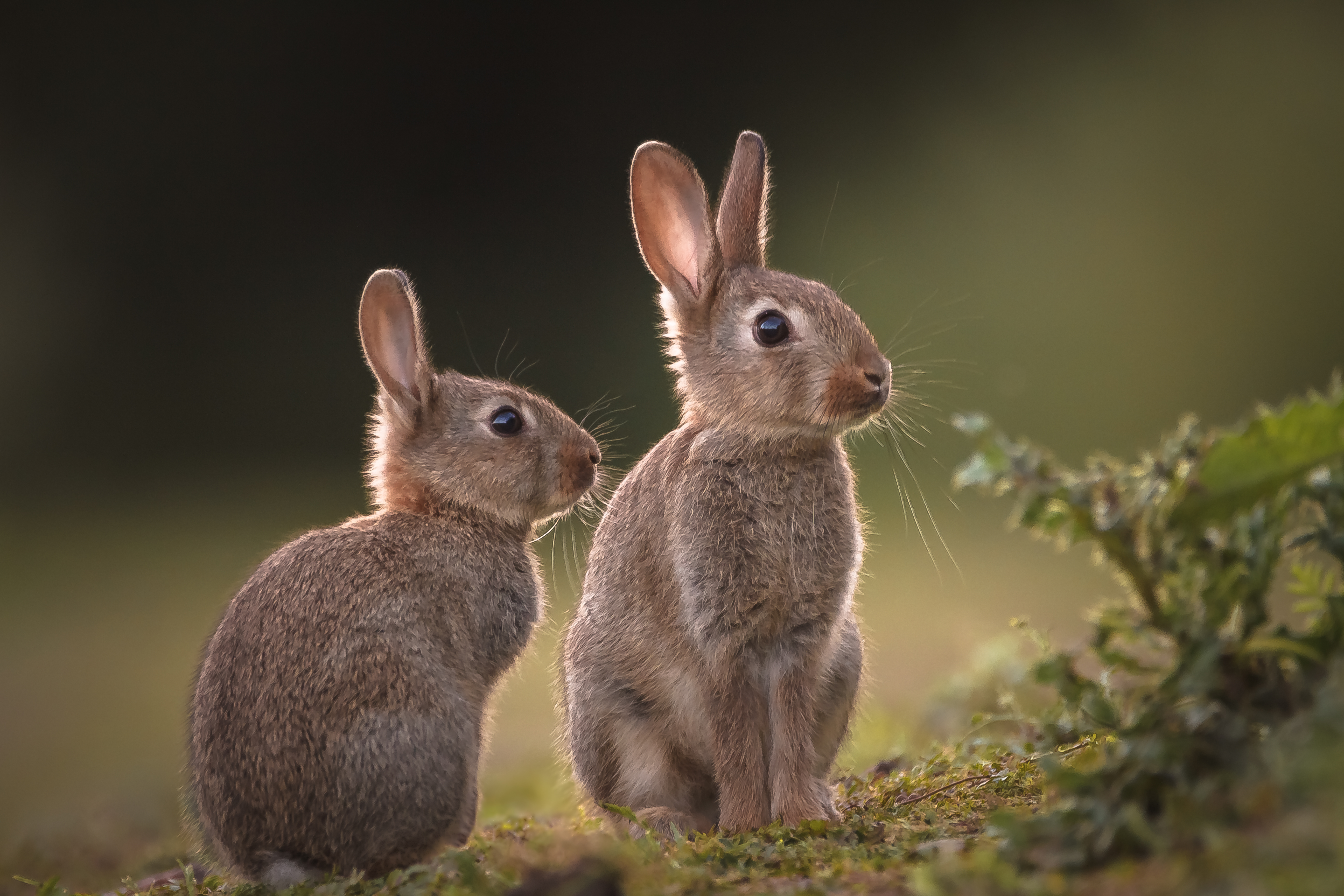goodnight-little-bunnies