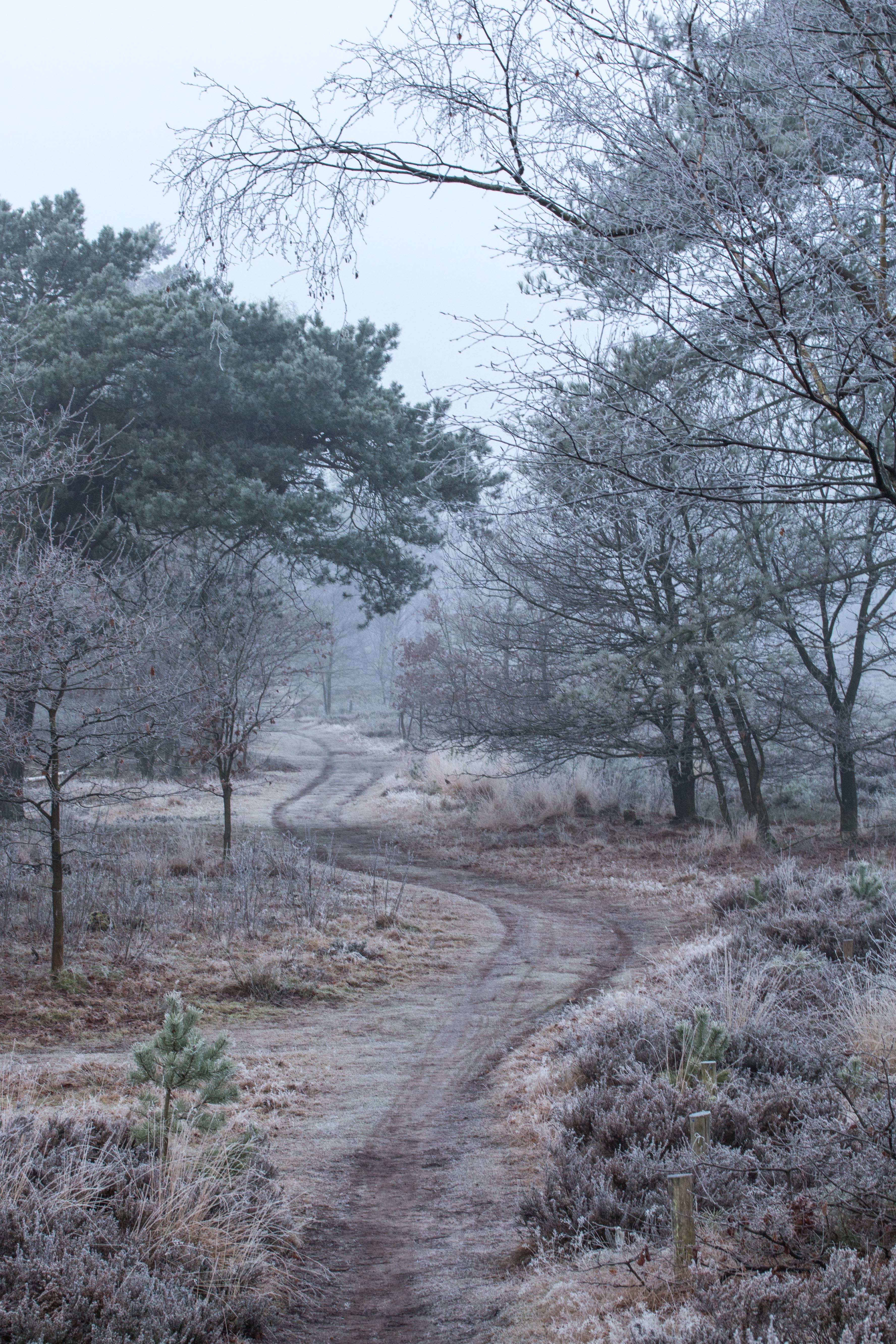 koude-mistige-morgen