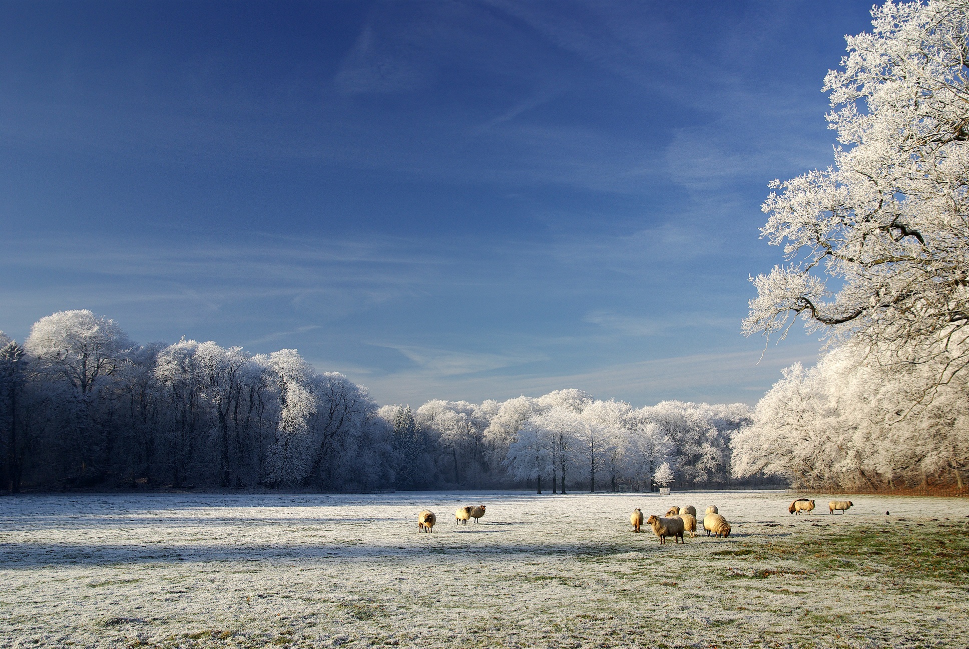 landgoed-elswout-in-de-winter