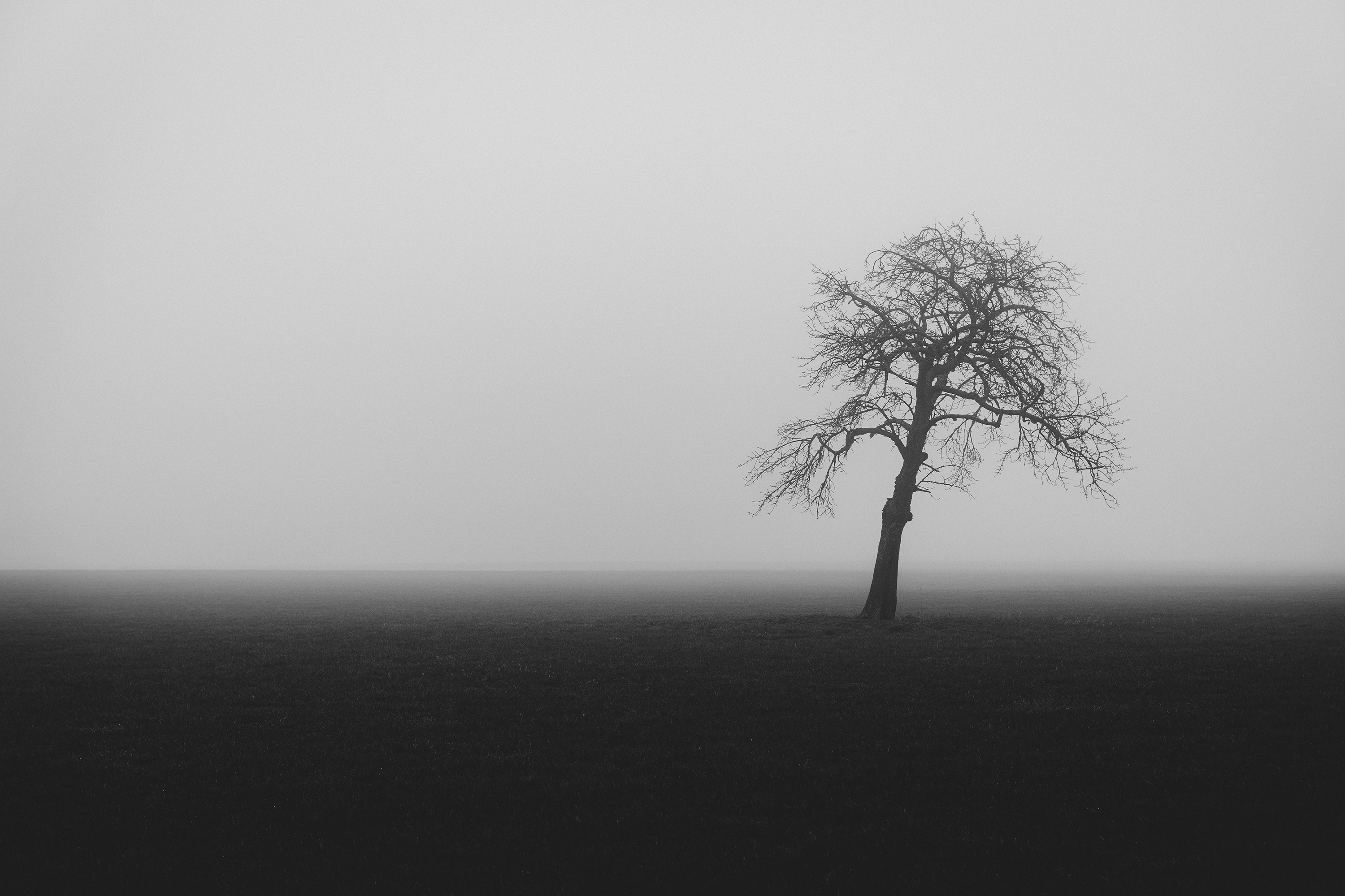 misty-tree