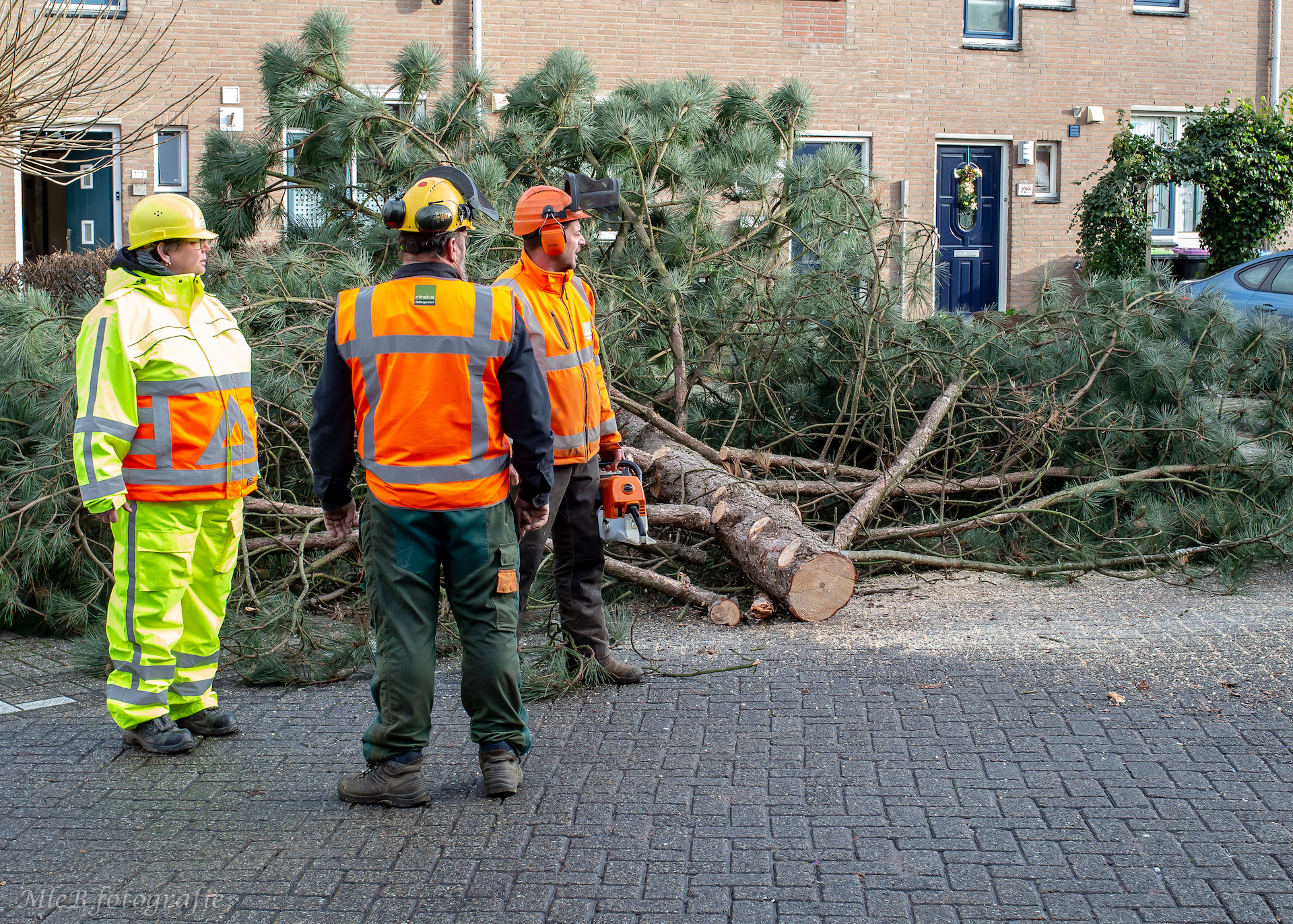 reportage-verwijderen-van-oude-bomen-uit-de-straat