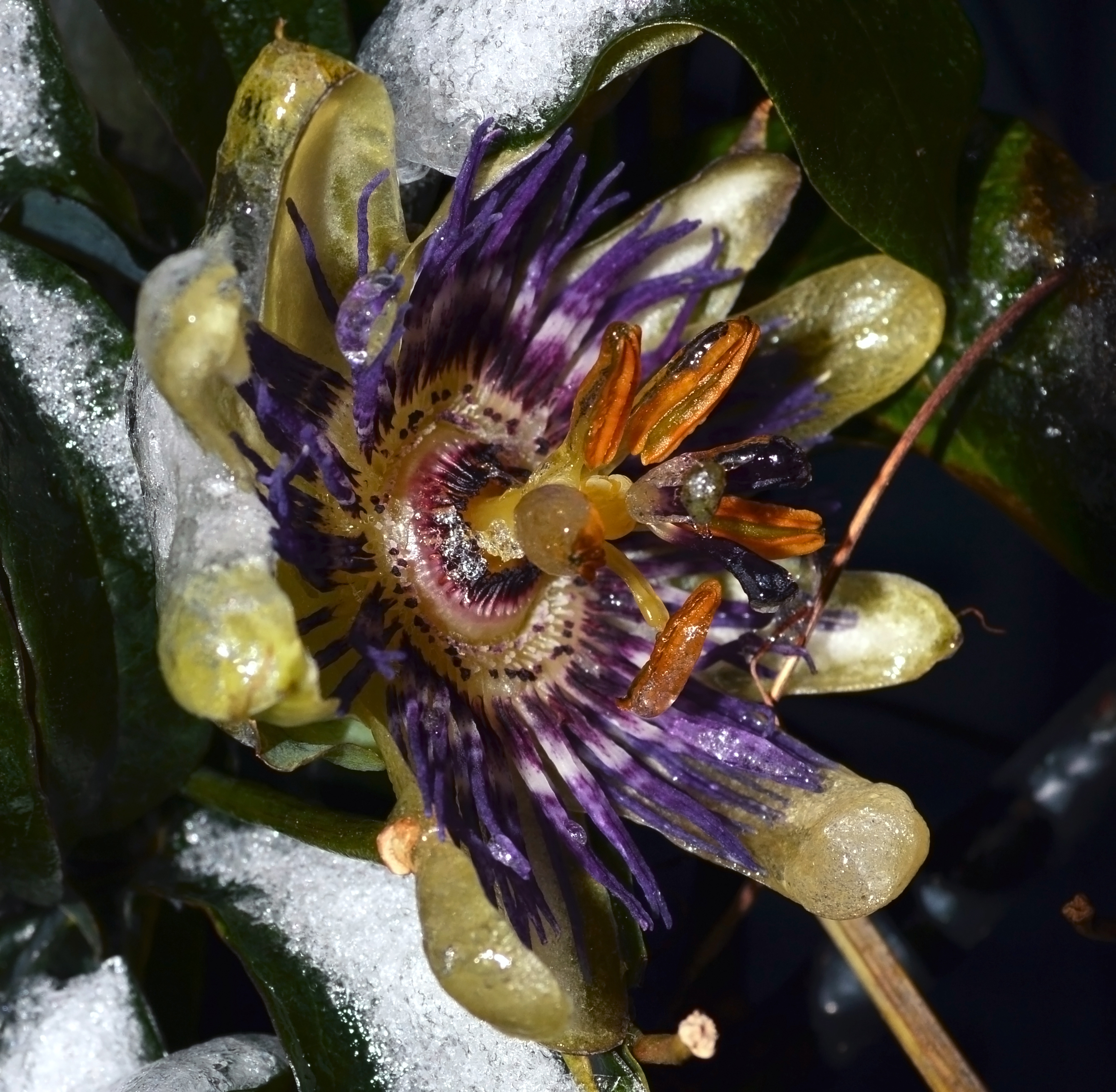 frozen-flower-1