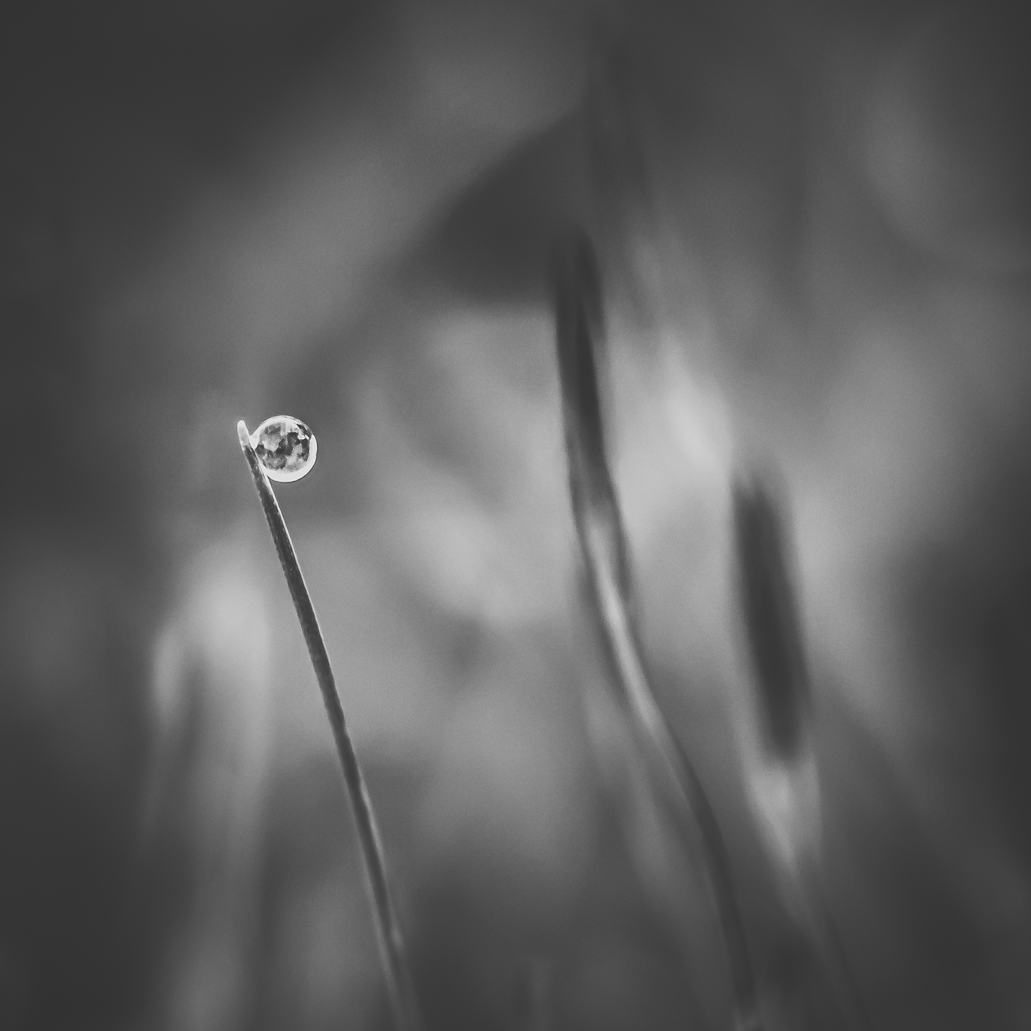 grassprietje-met-druppel