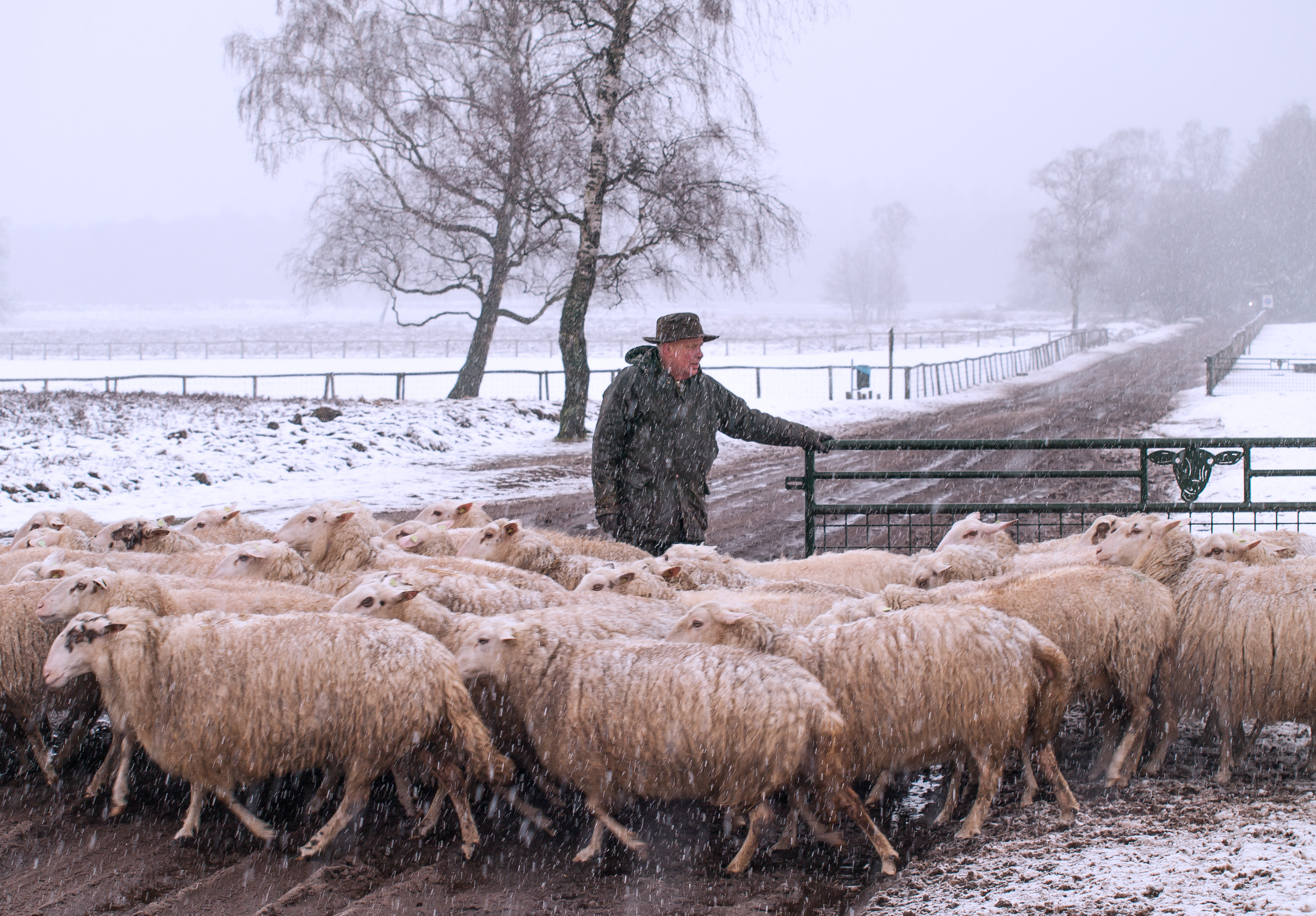 zelfs-de-schapen-hebben-het-koud
