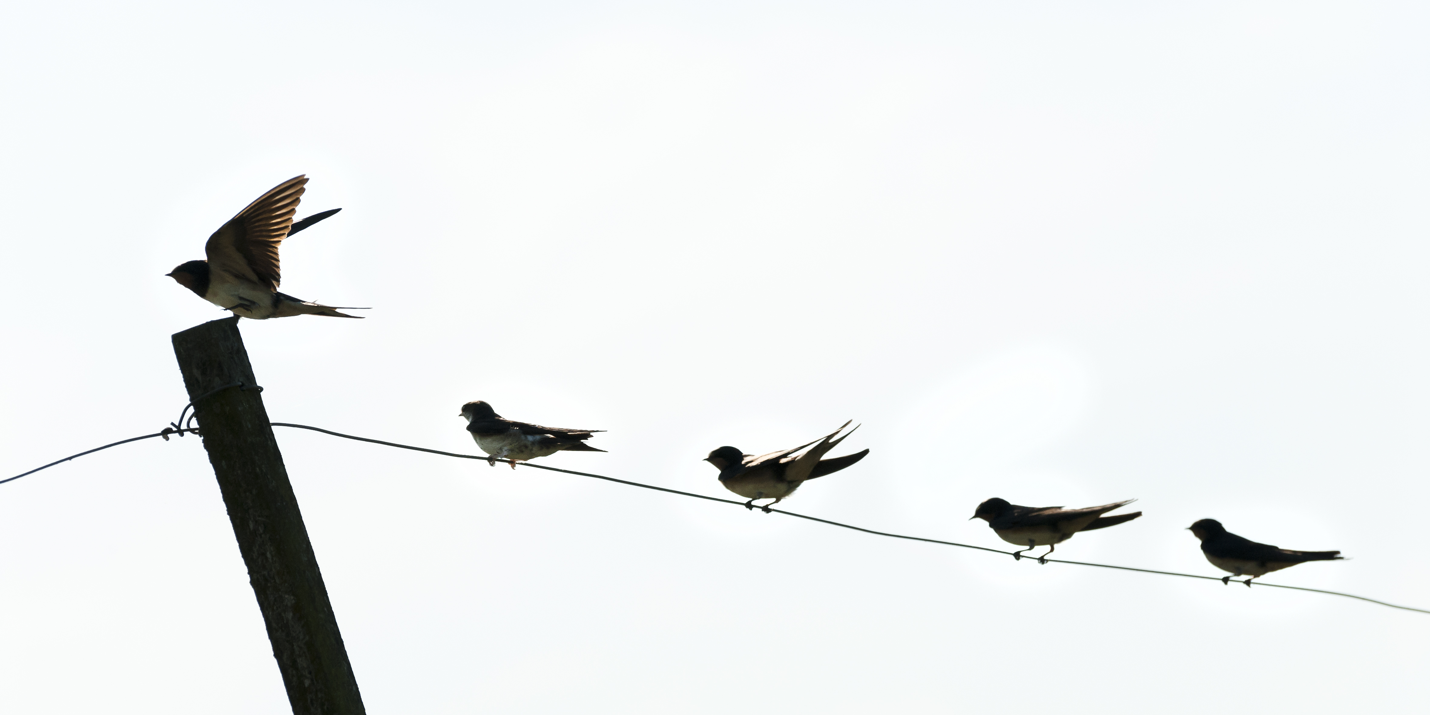 zwaluwen-op-een-rij