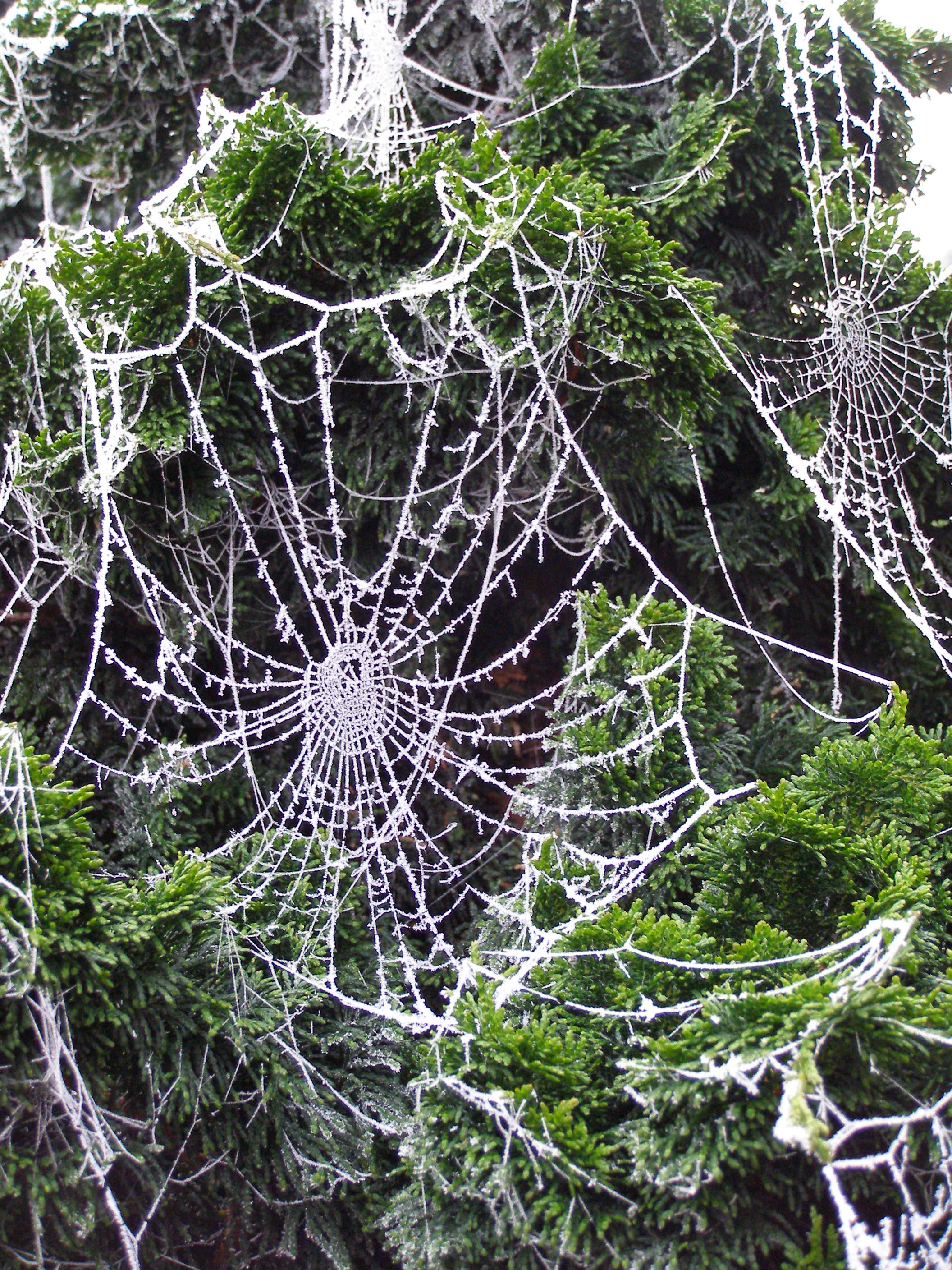 spinnenrag-in-de-struiken