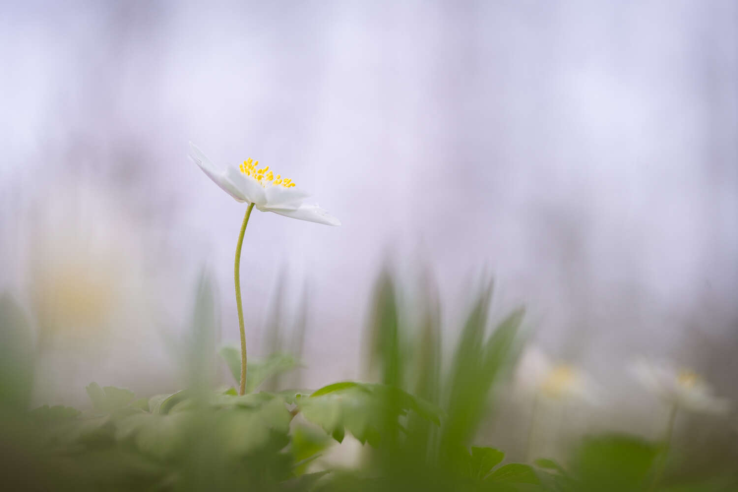 beauty-in-nature
