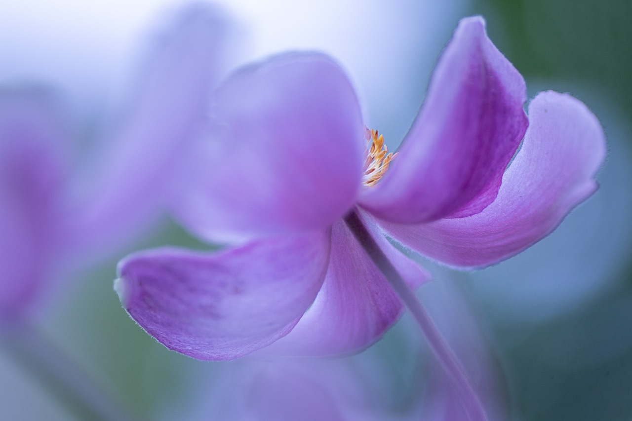 kleine-scherptediepte-2