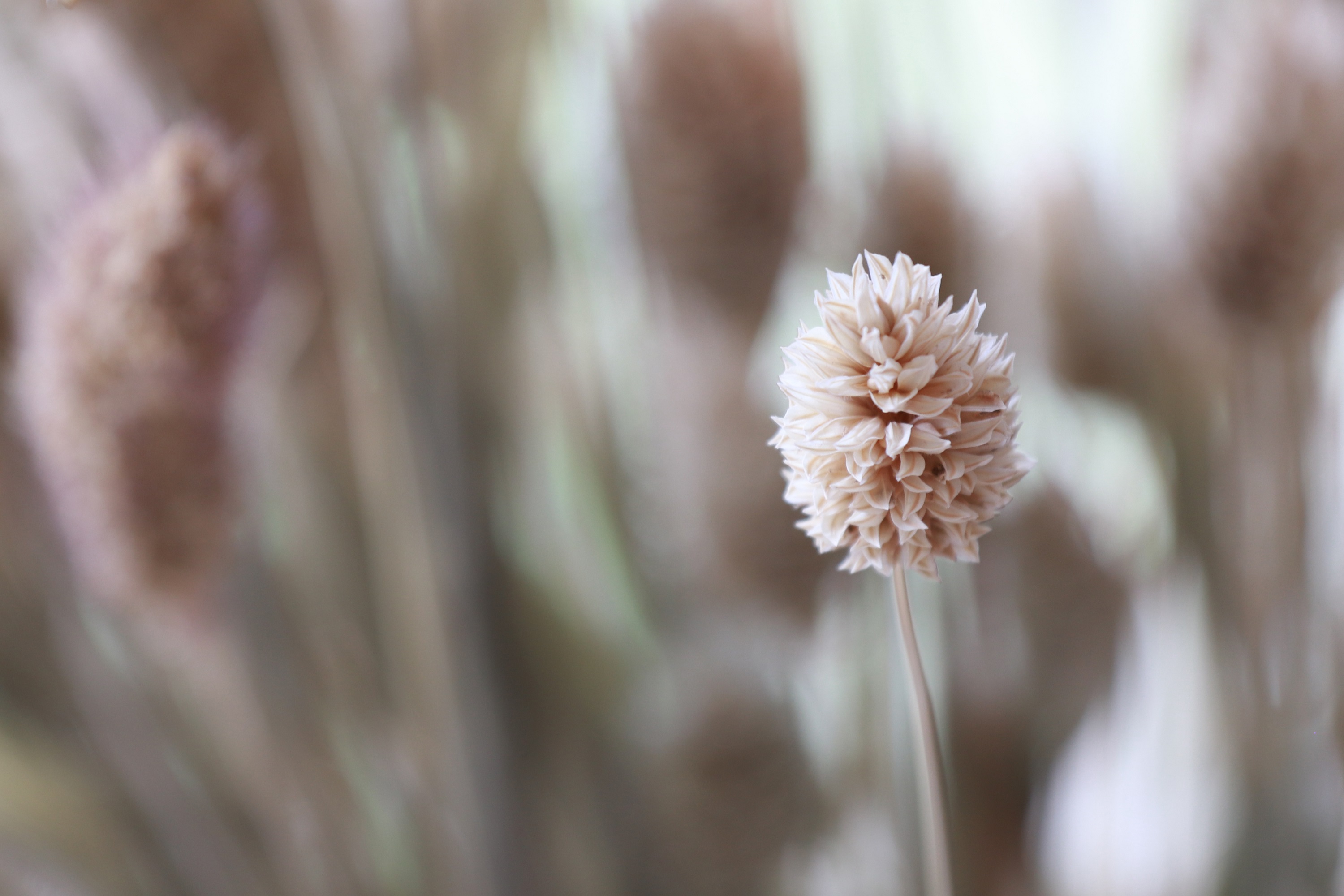 kleine-scherptediepte-1-1