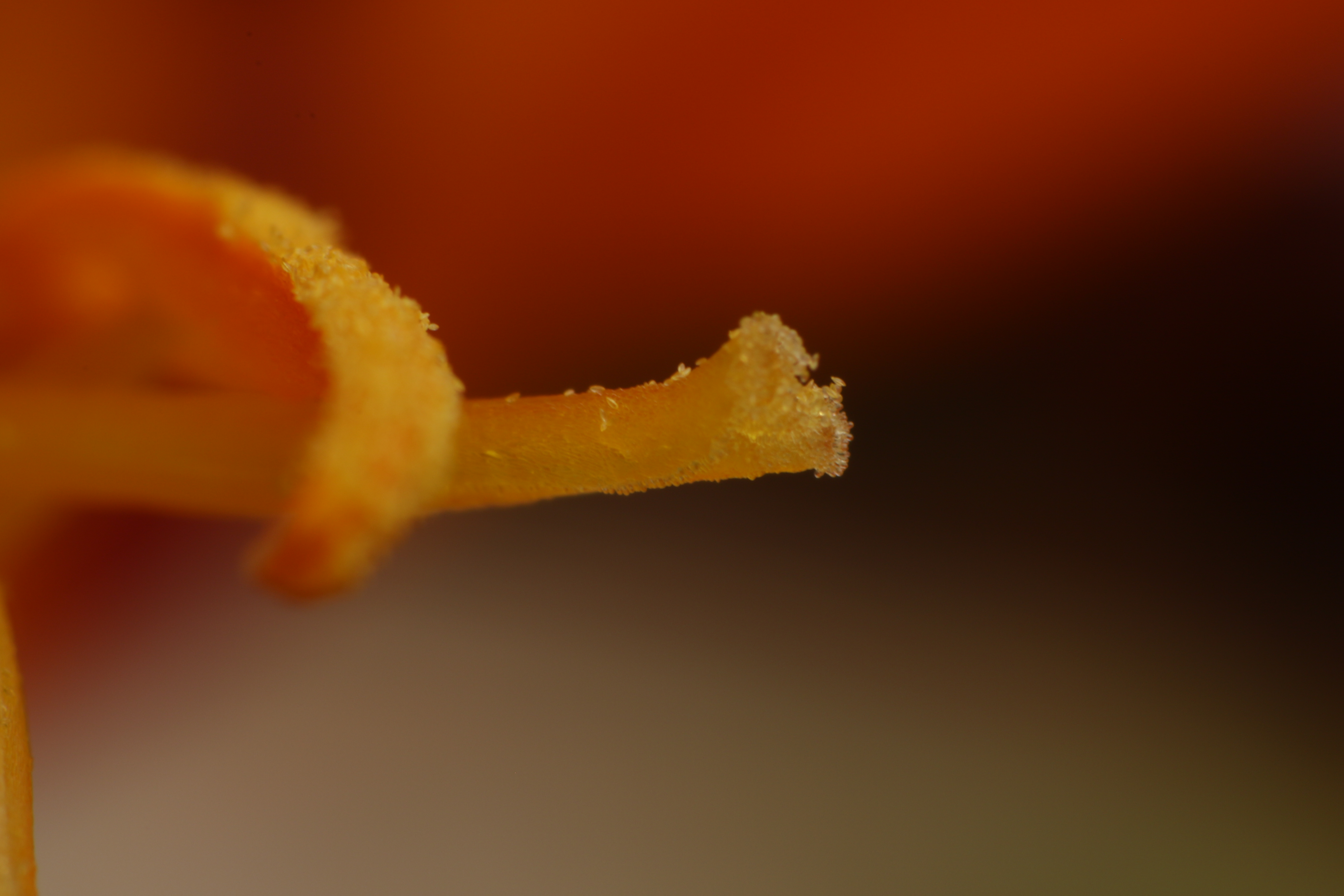 kleine-scherptediepte-4