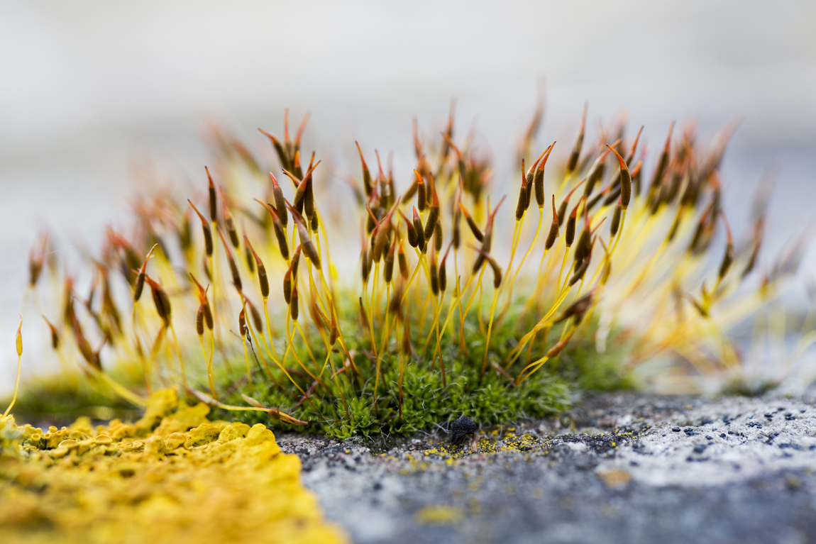 kleine-scherptediepte-1