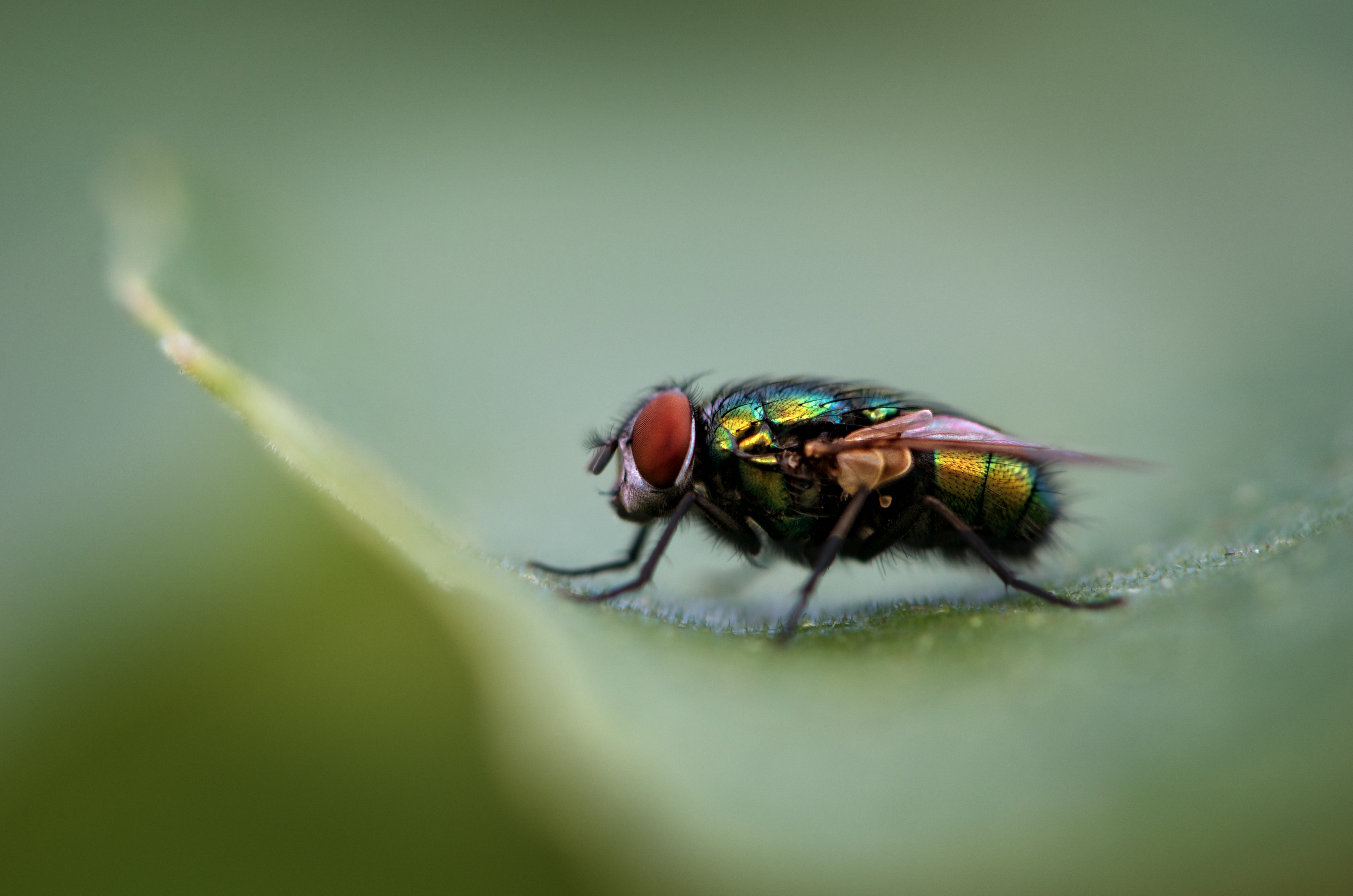 kleine-scherptediepte-14