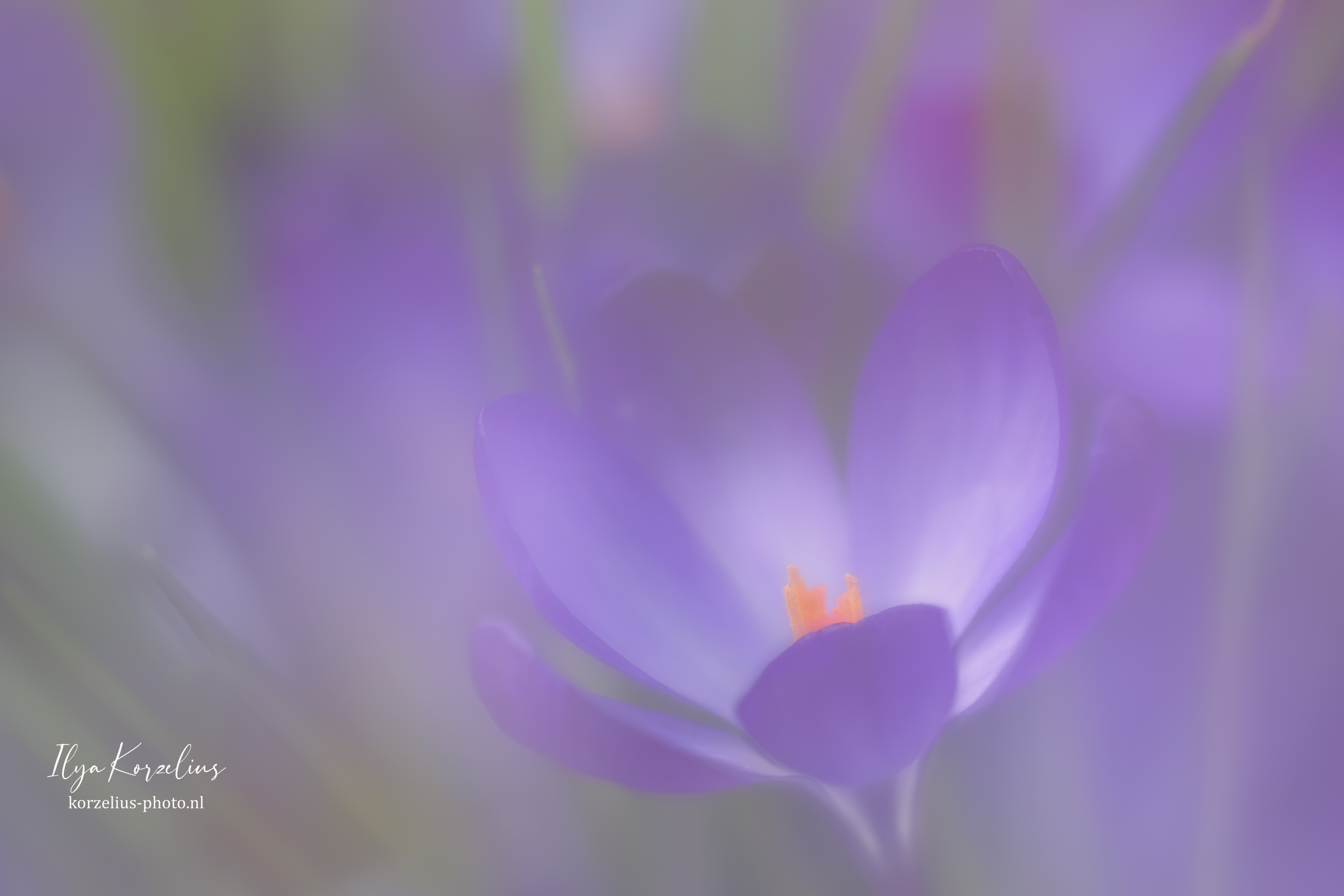 krokus-macro