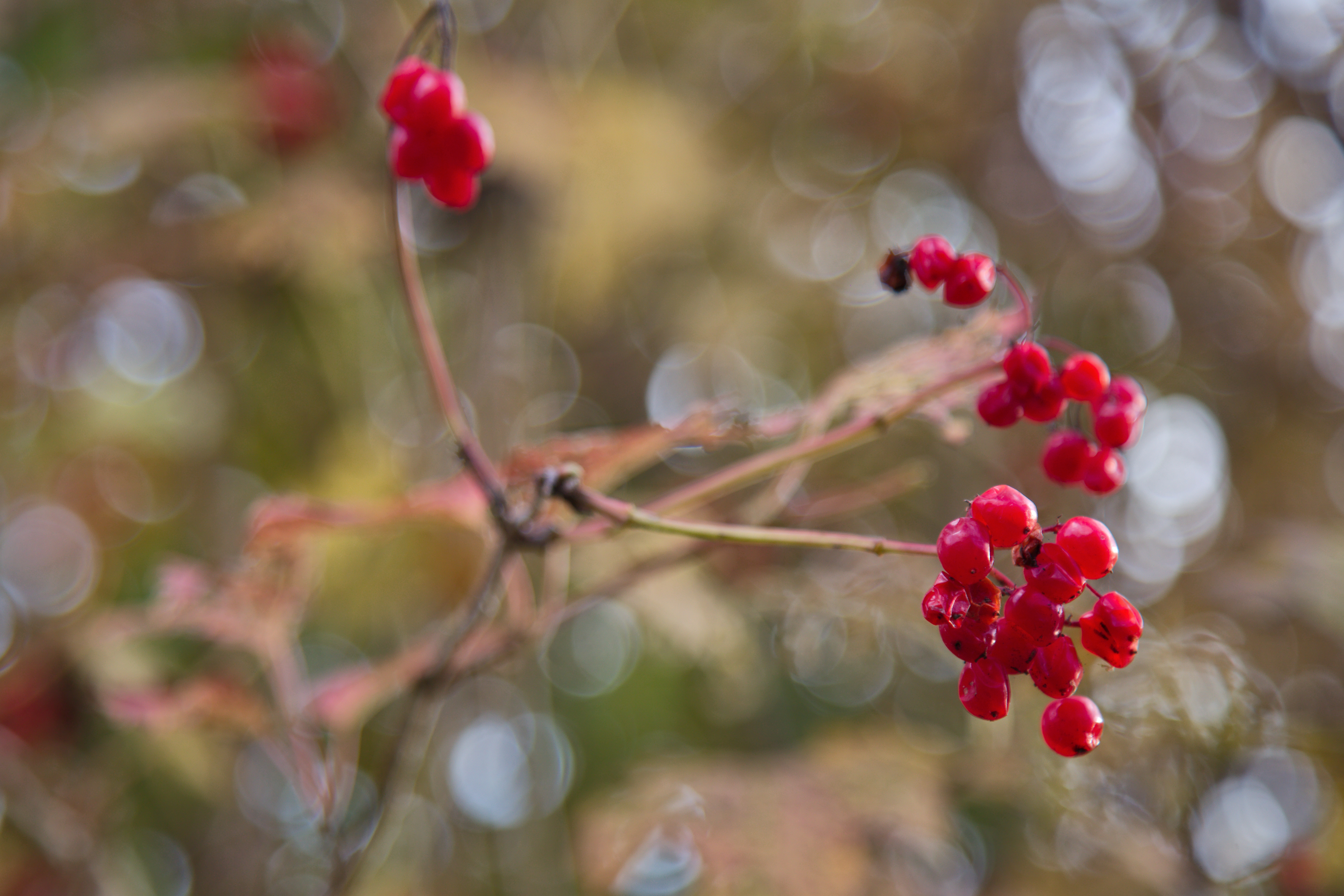 kleine-scherptediepte-15