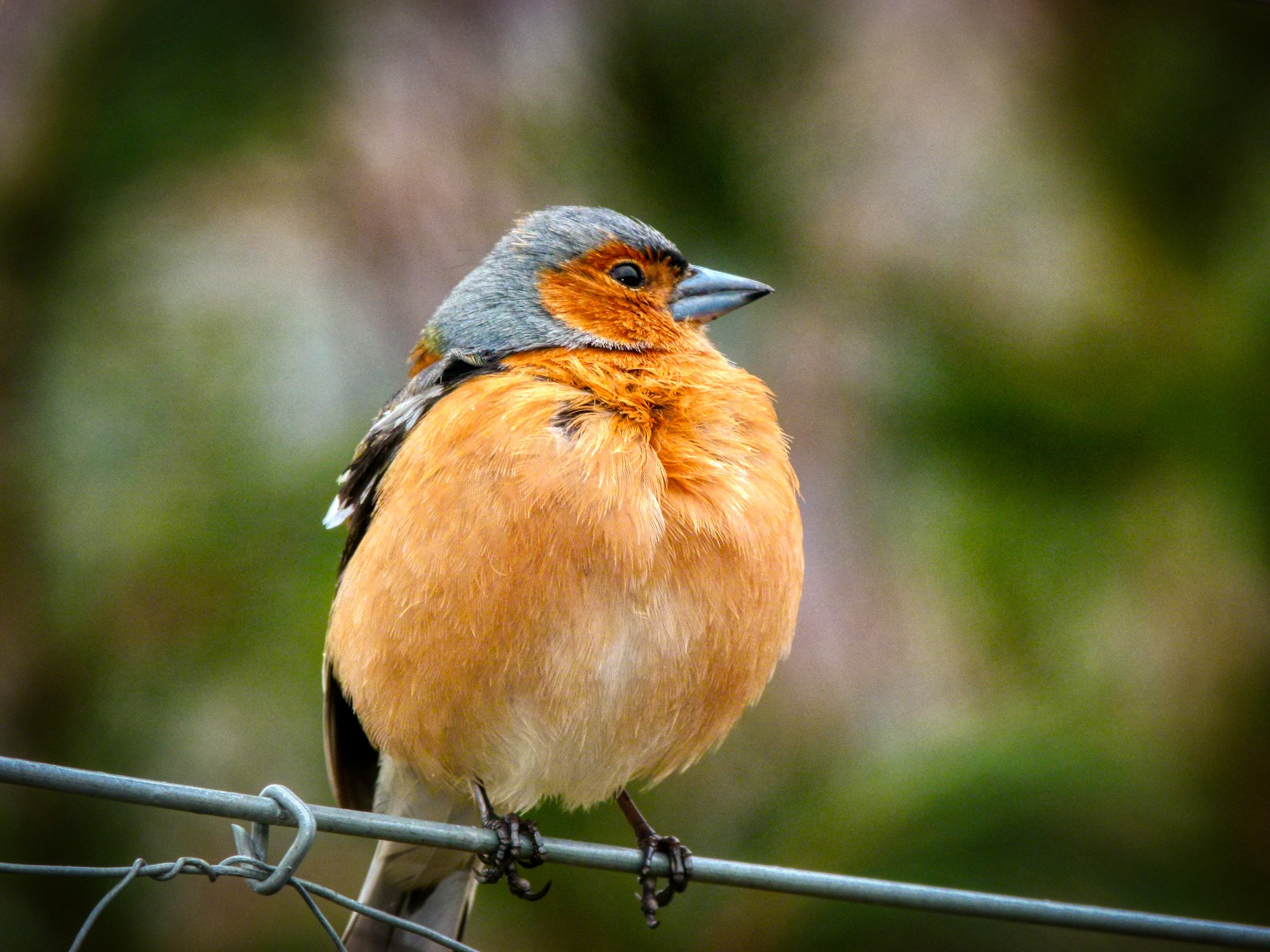 kleine-scherptediepte-16