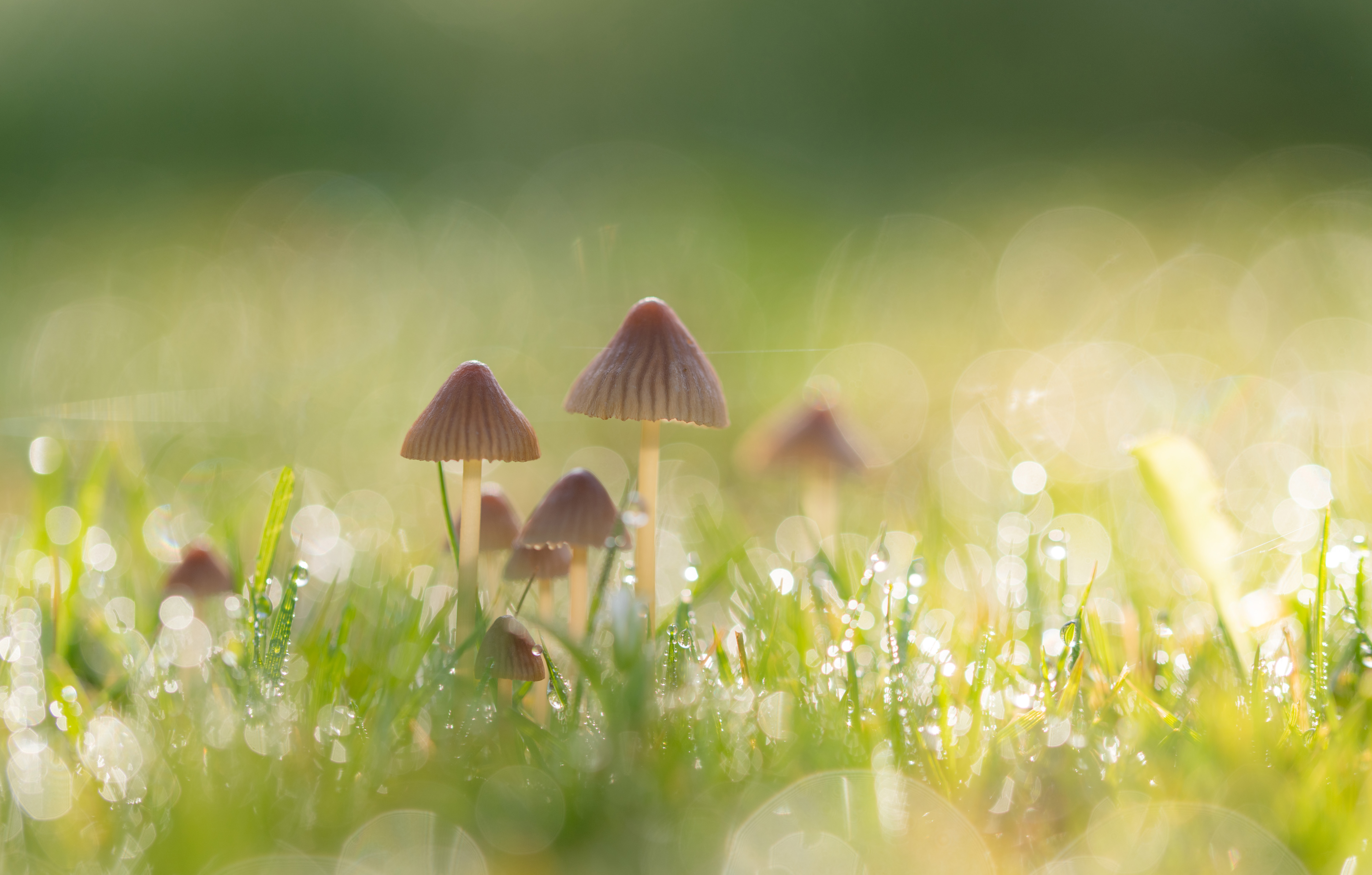 kleine-scherpte-diepte-3