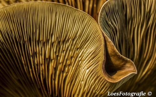 paddenstoel-lamellen