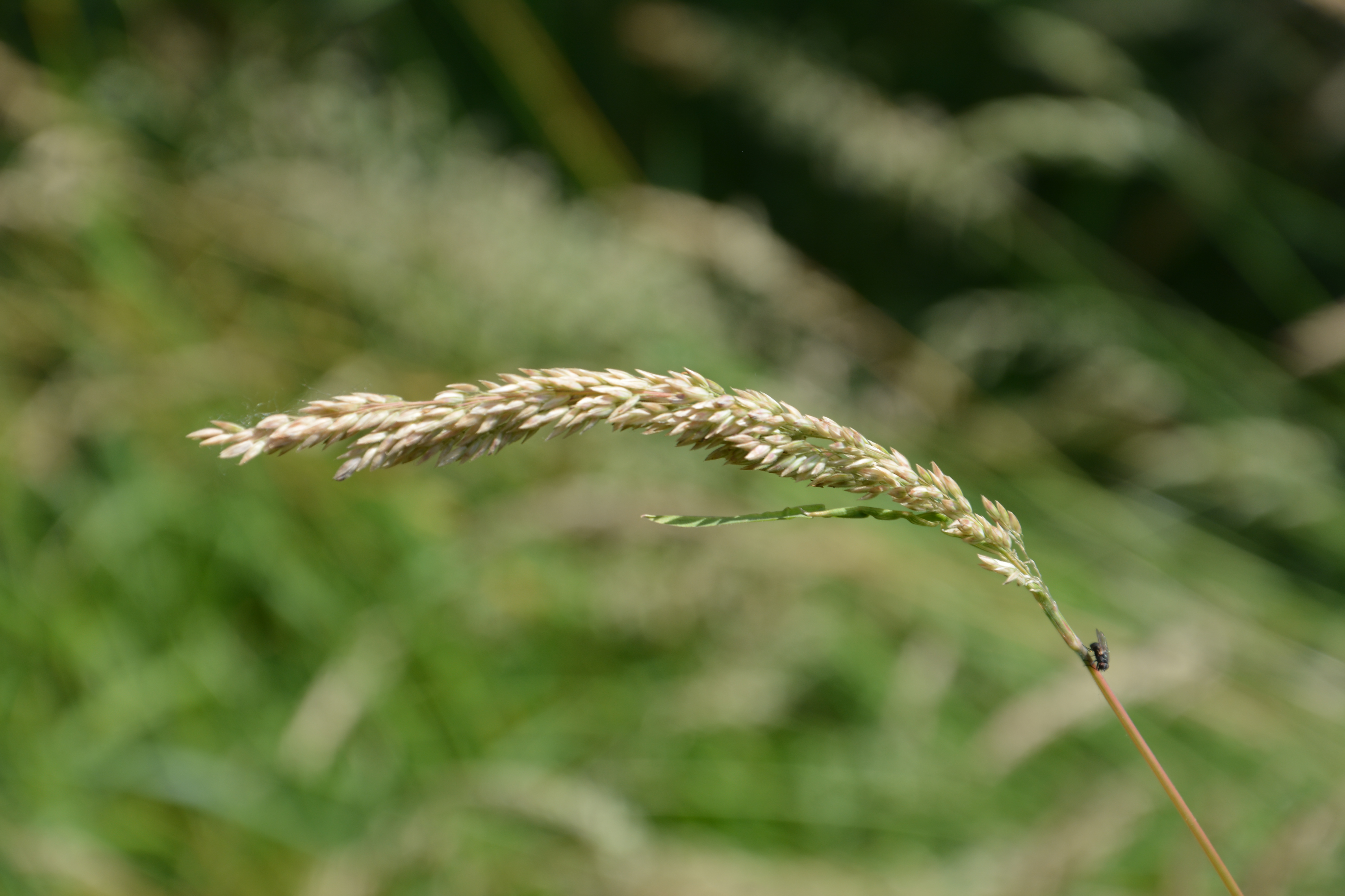 kleine-scherptediepte-6-1