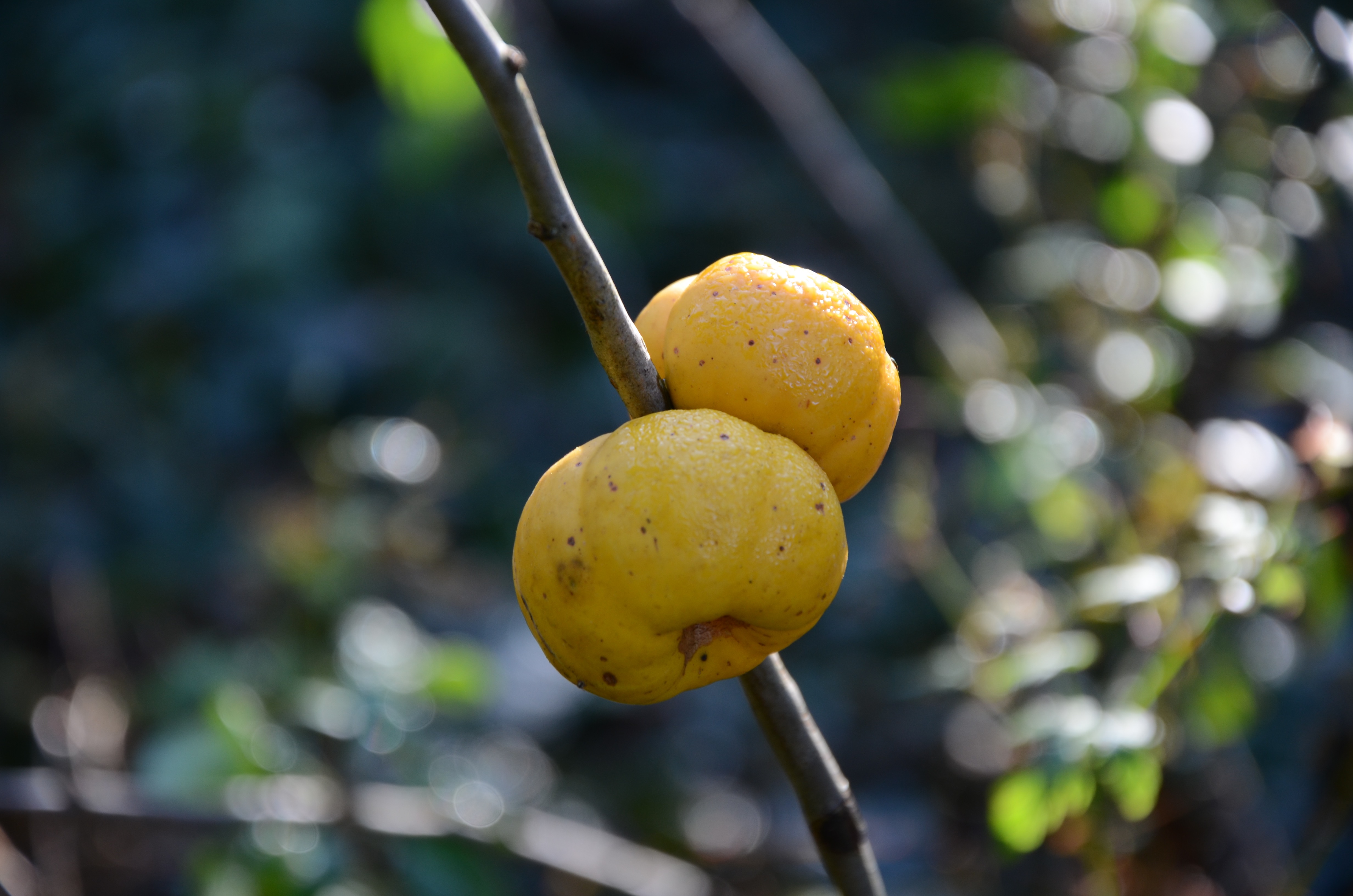 kleine-scherptediepte-17