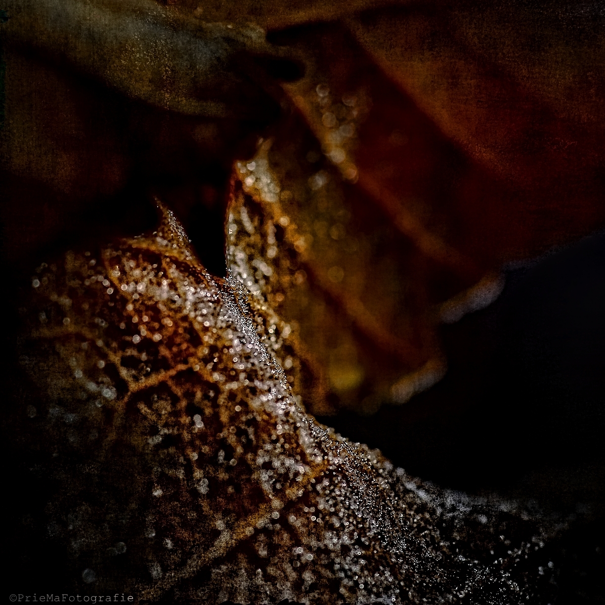 rijp-in-de-heel-vroege-ochtend