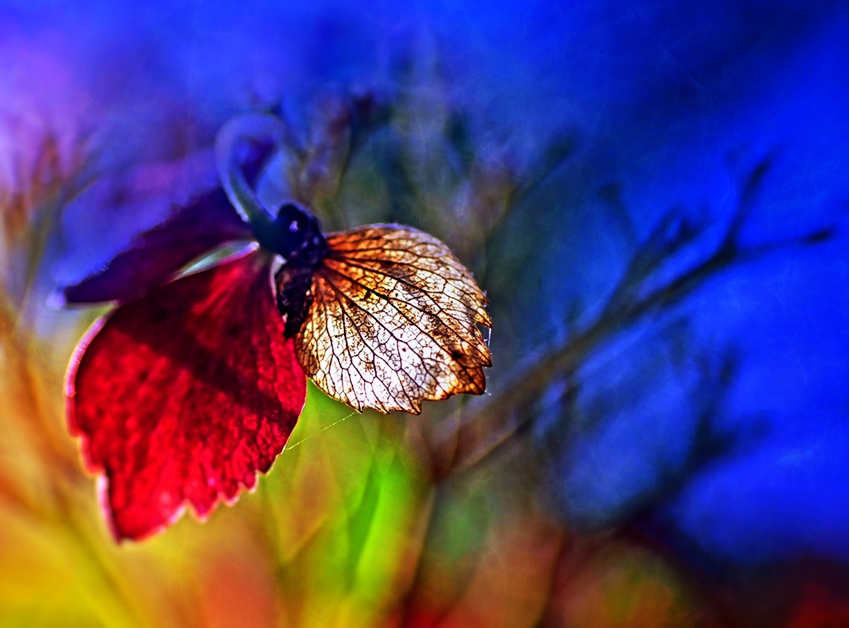 een-kleurrijke-herfst