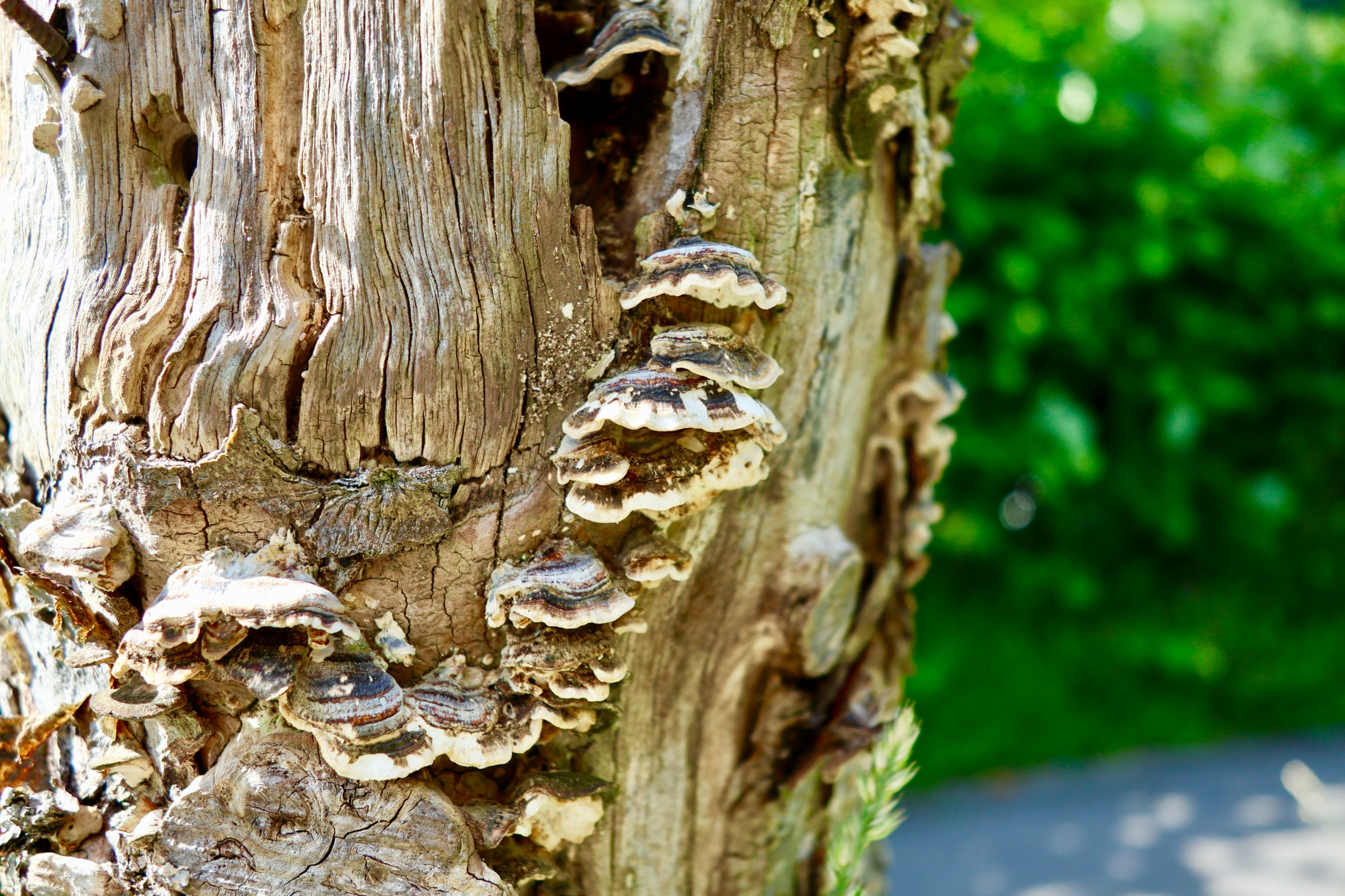 kleine-scherpte-diepte-4