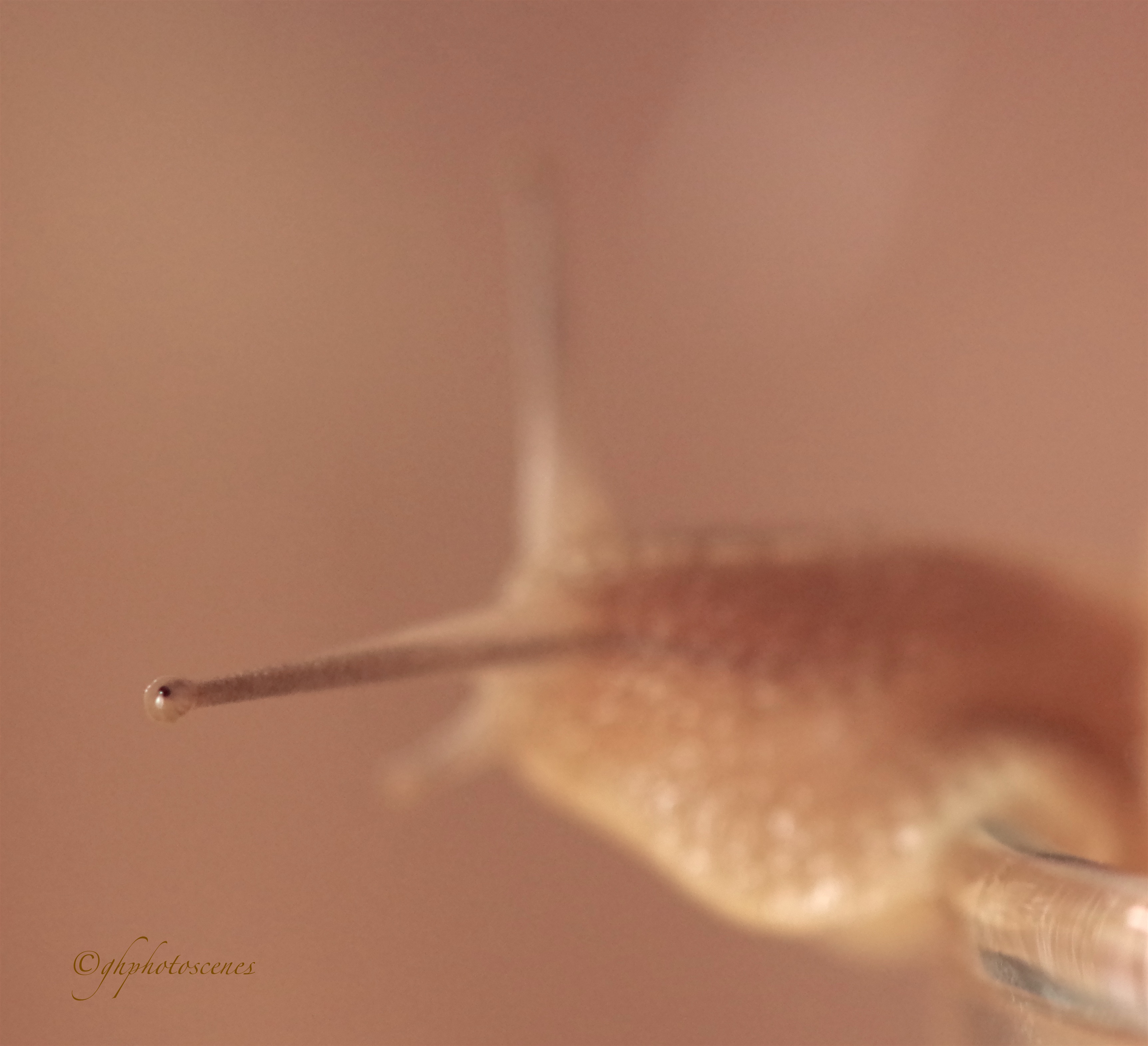 kleine-scherptediepte-all-that-you-see