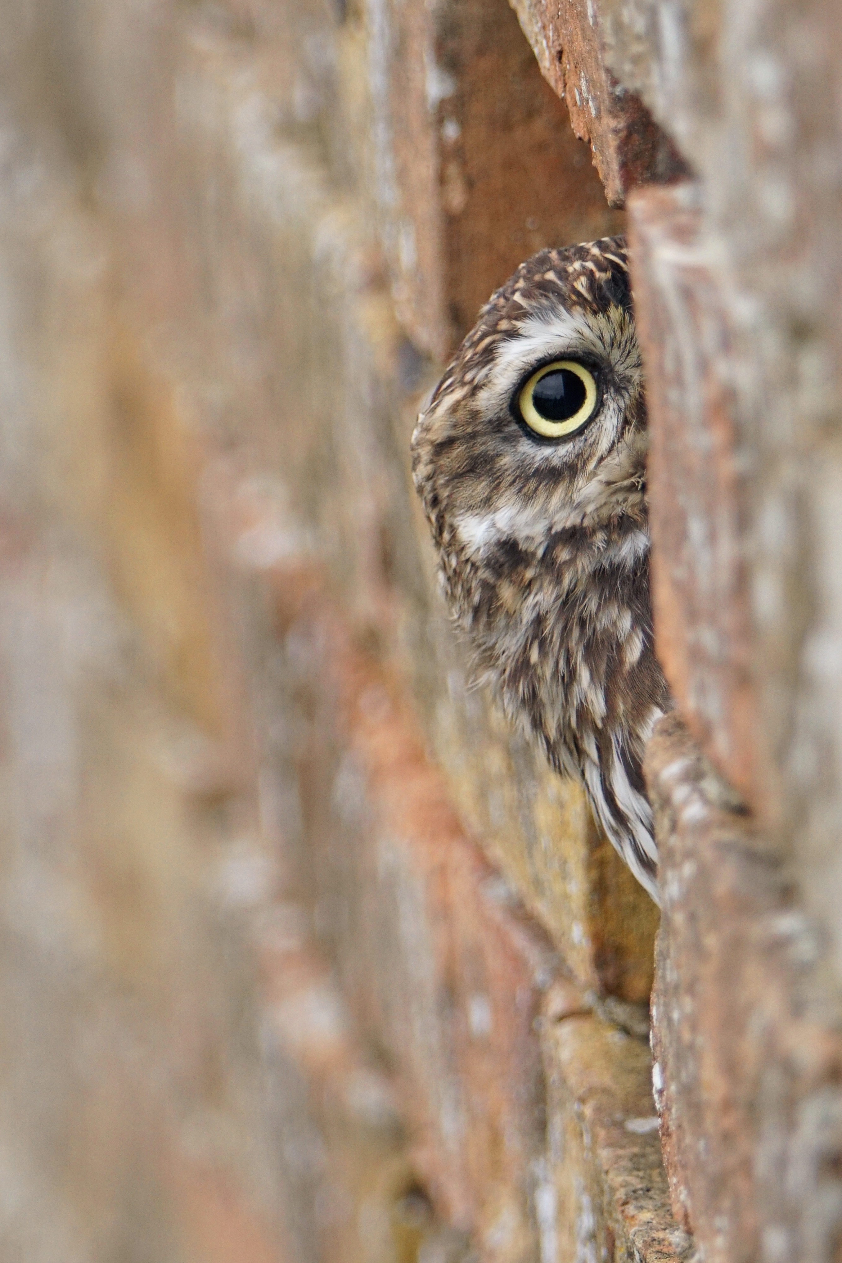 kleine-scherpte-diepte-5