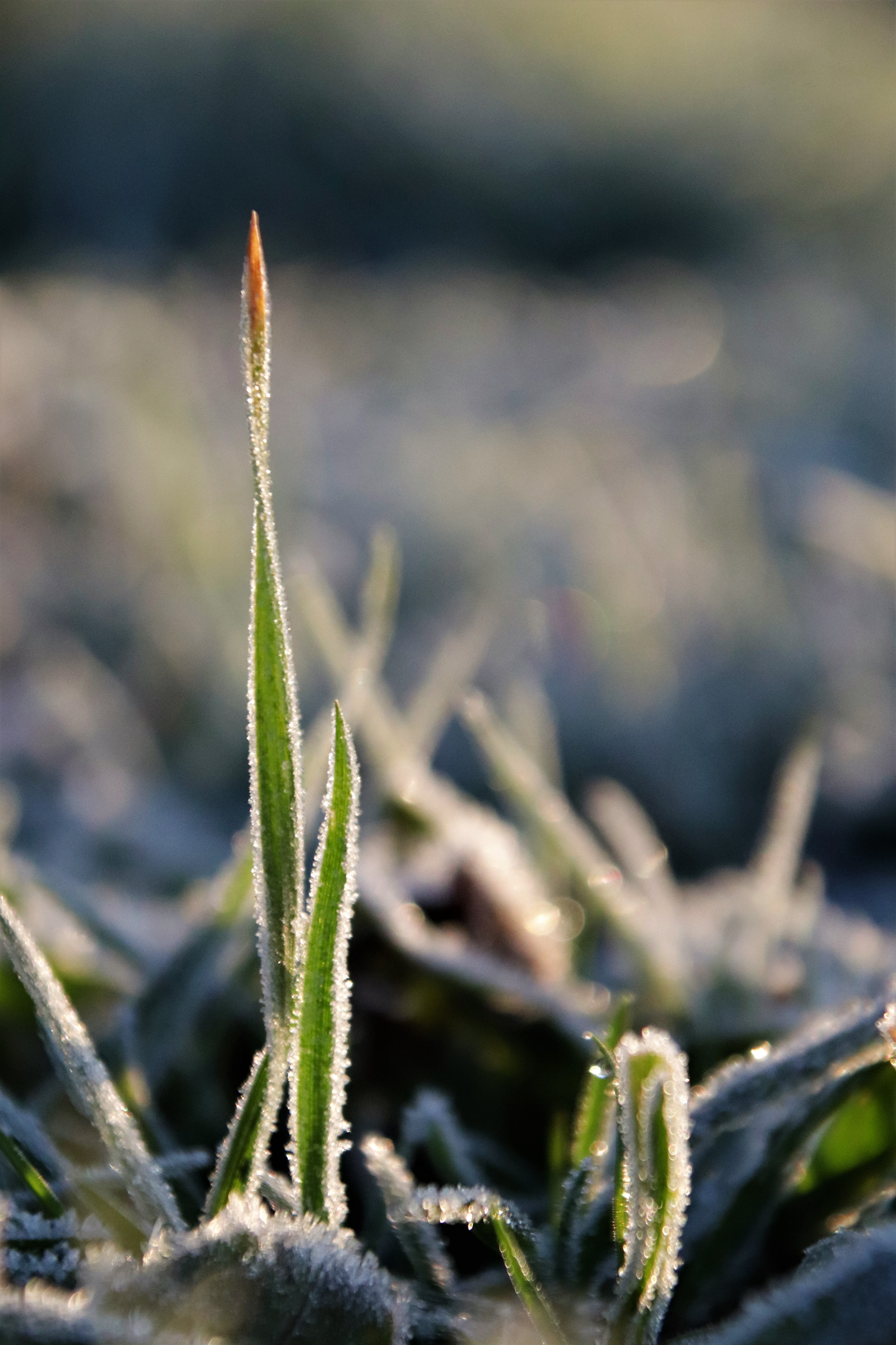 kleine-scherptediepte-1-2