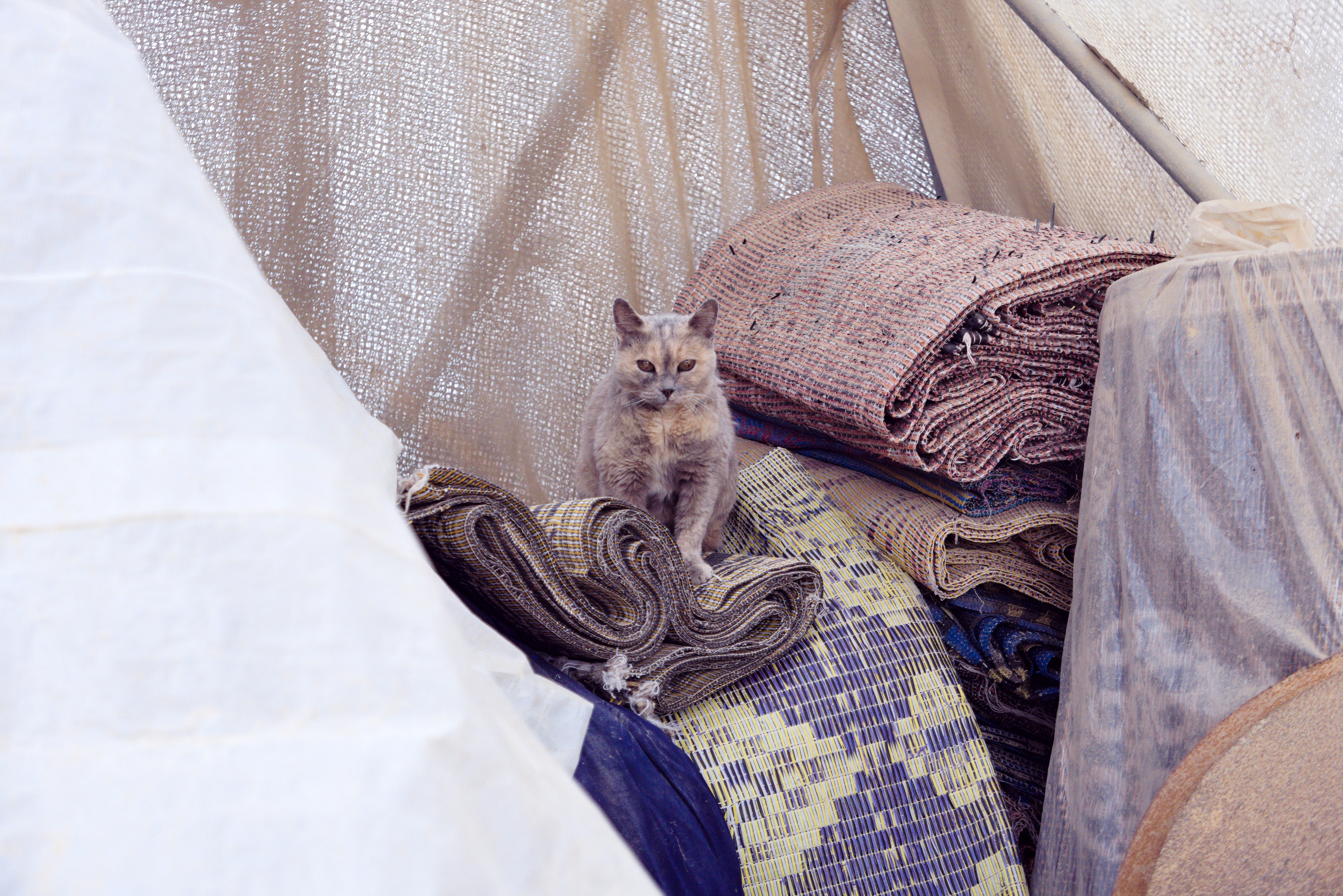 isra%C3%ABl-poes